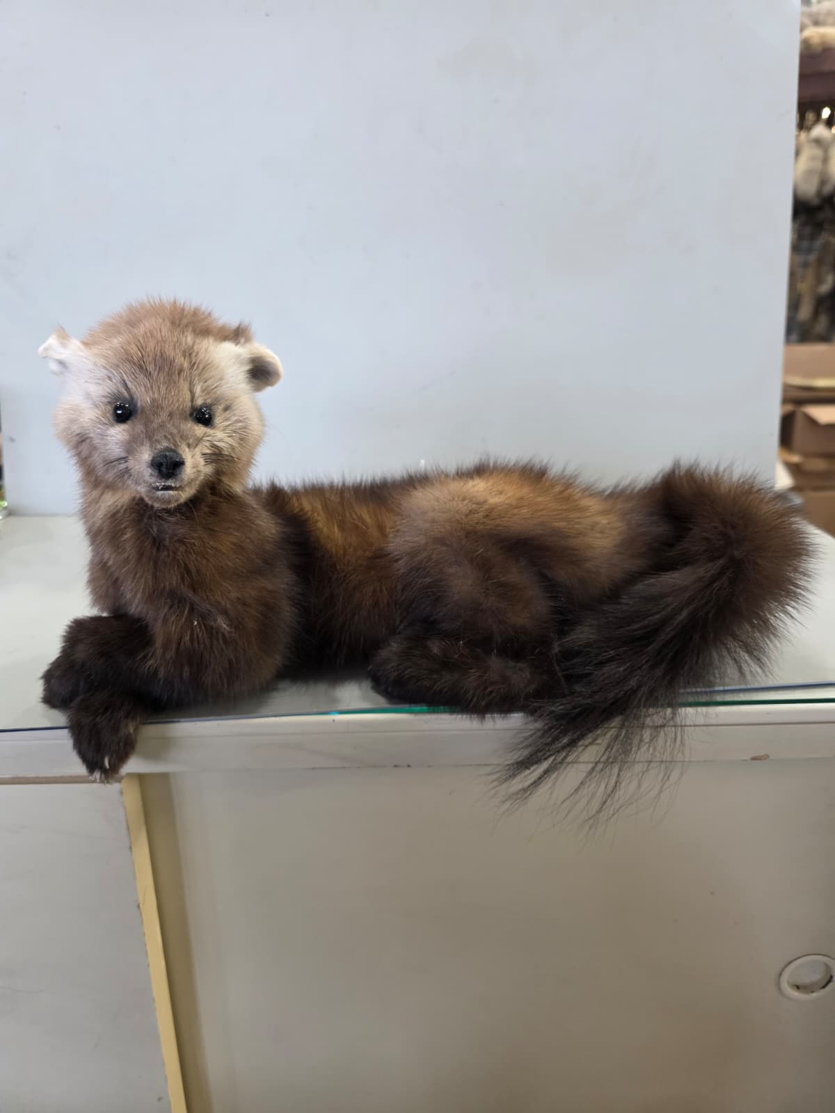Fhcm95 - Martin Taxidermy –Elegant Display
