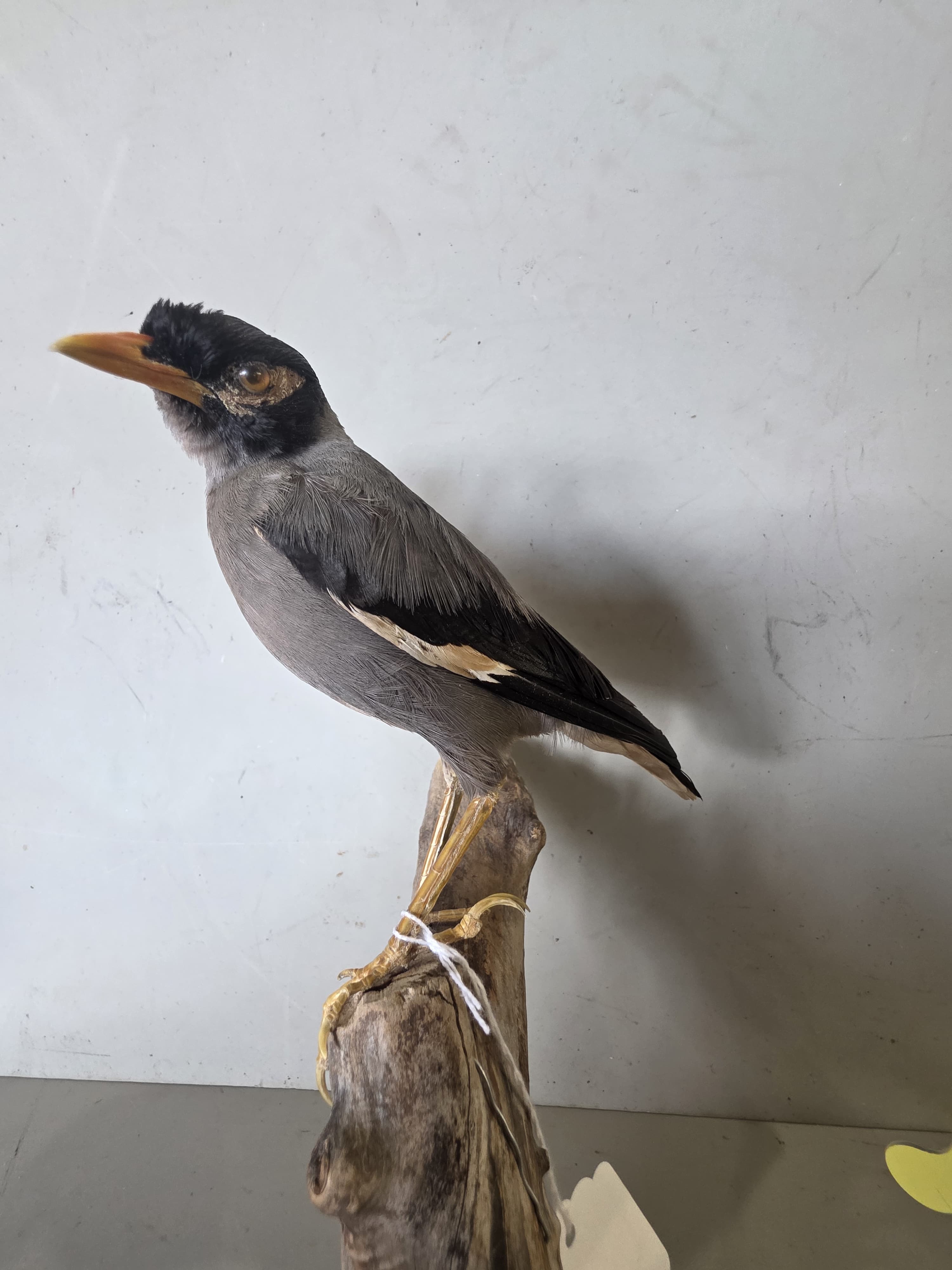 JTVIT1 - Taxidermy Common Myna Bird