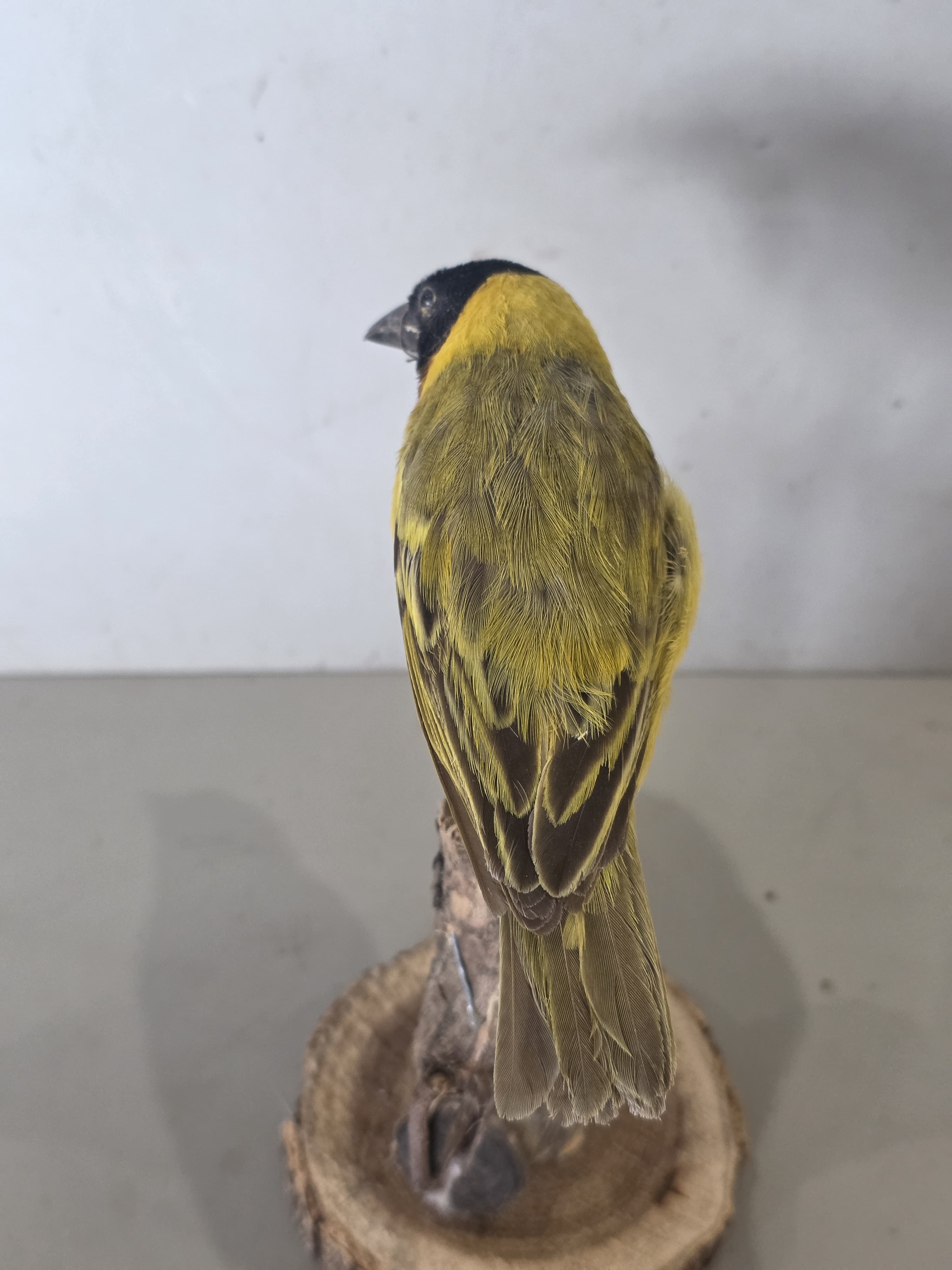 JTVIT4 - Black Headed Weaver Finch Taxidermy – Pen Raised