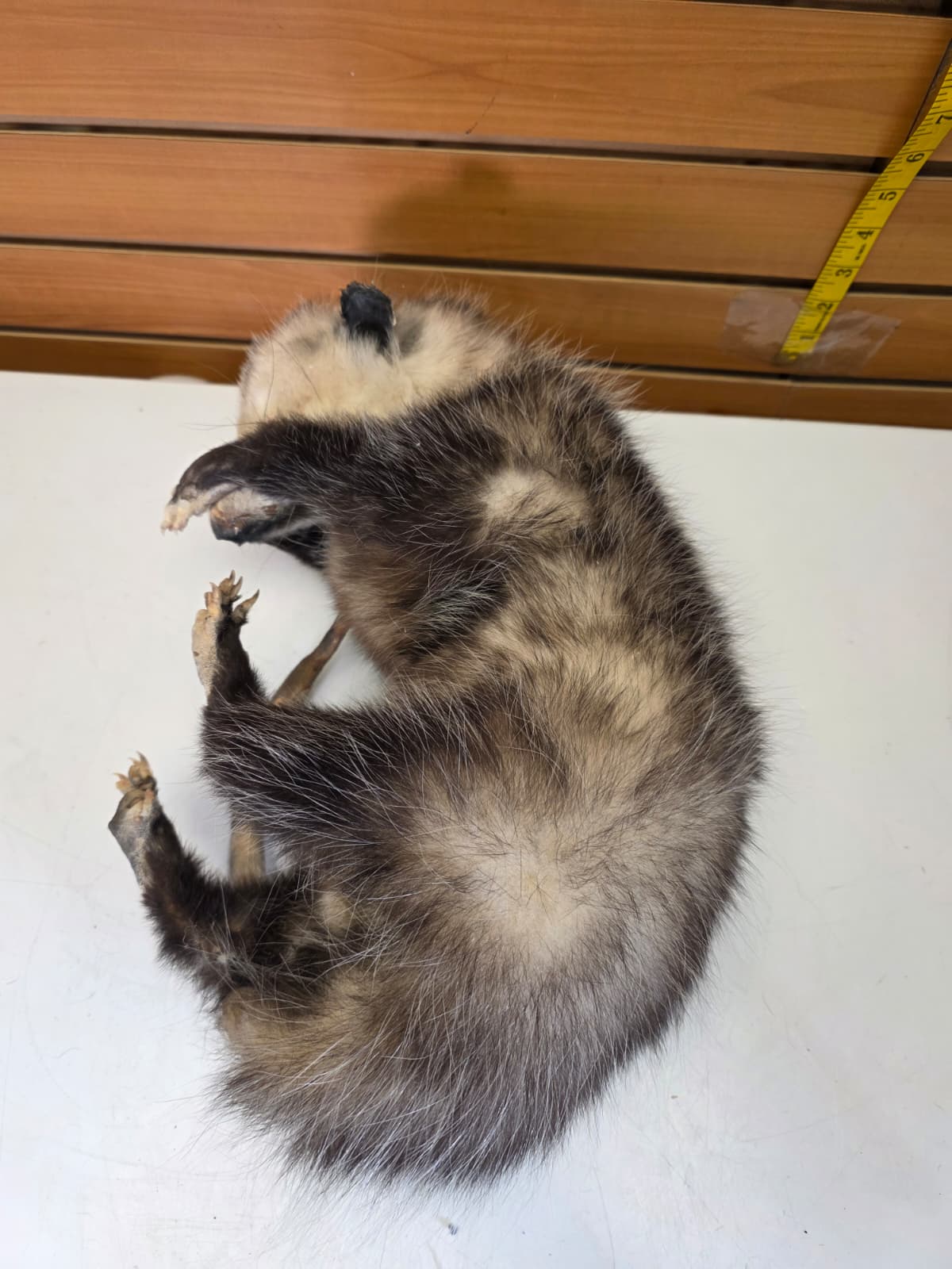 Fhkmp6 - Opossum Taxidermy mount