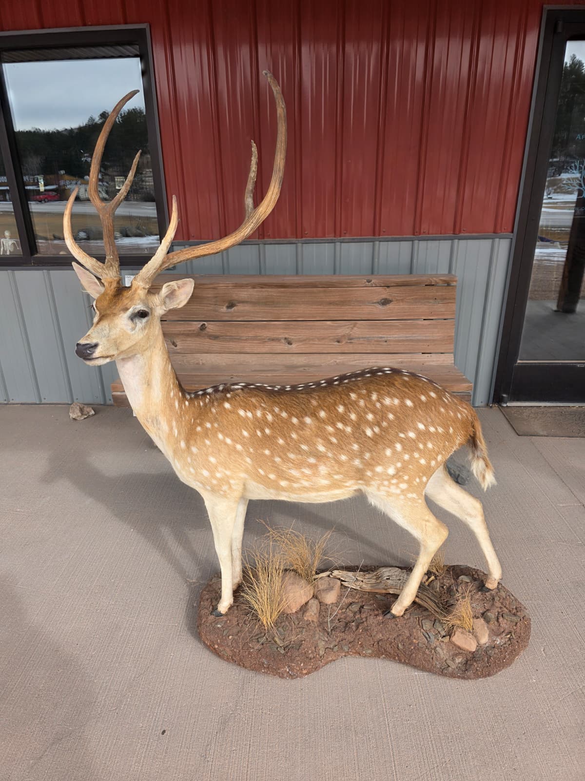 JTV320A - Axis Deer Taxidermy Mount – Exotic Spotted Trophy Display