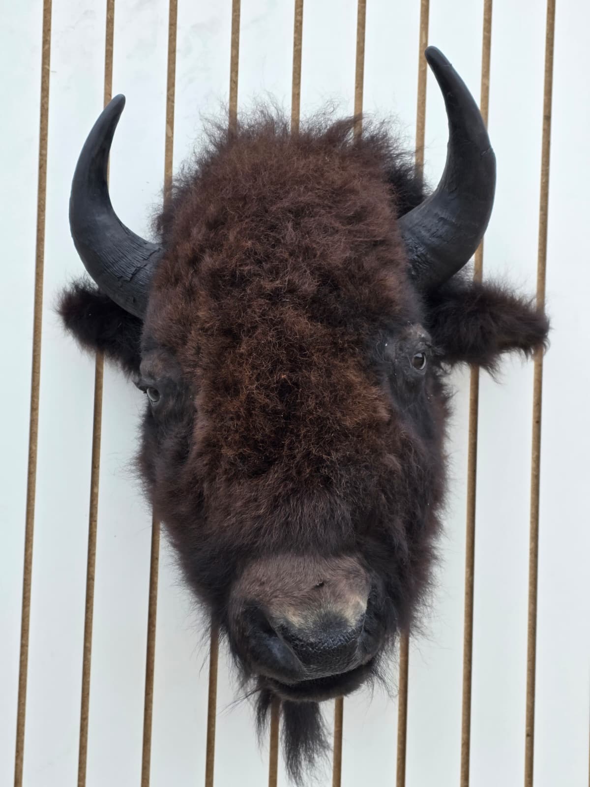 Fhbf5 - Real Buffalo / Bison neck Head Taxidermy Mount New