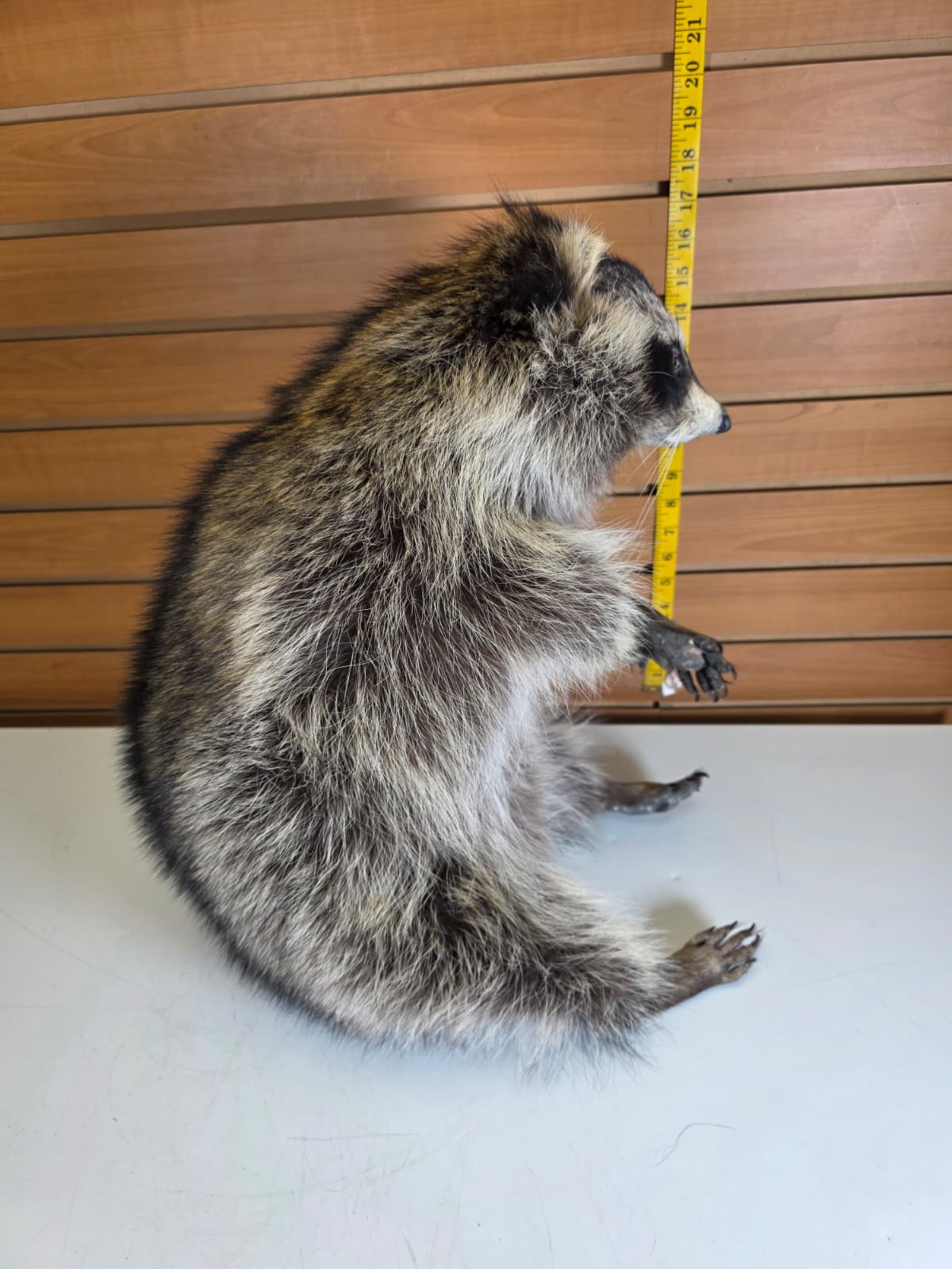 Fhkmc6 - Jumbo Raccoon Taxidermy – 18” Lifelike Display