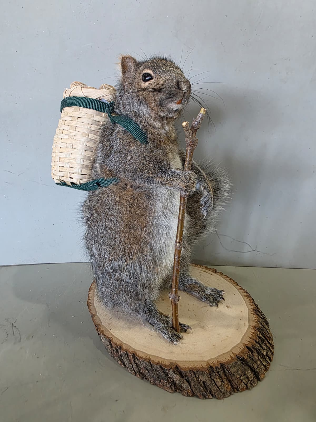 Jtv449 - Hiking Squirrel Taxidermy – Whimsical Outdoor Display
