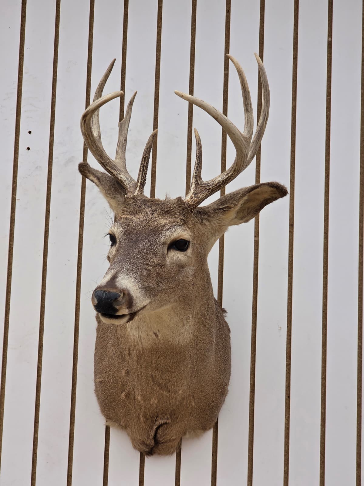 Fhdar9 - White-Tailed Deer Shoulder Mount – Taxidermy Wall Display