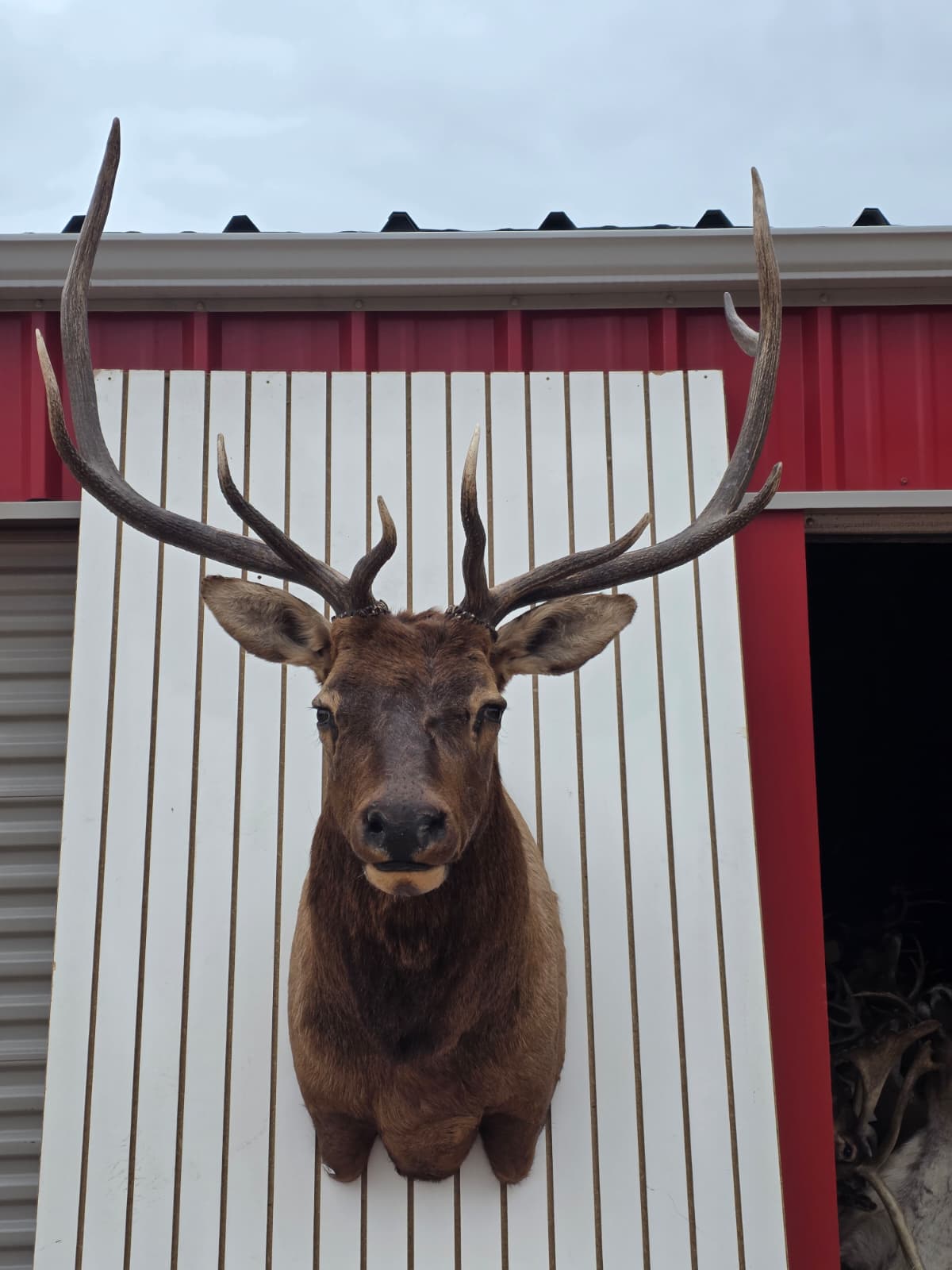 Fhcm83 - Elk Taxidermy Shoulder Mount – 114.16” with One Removable Antler