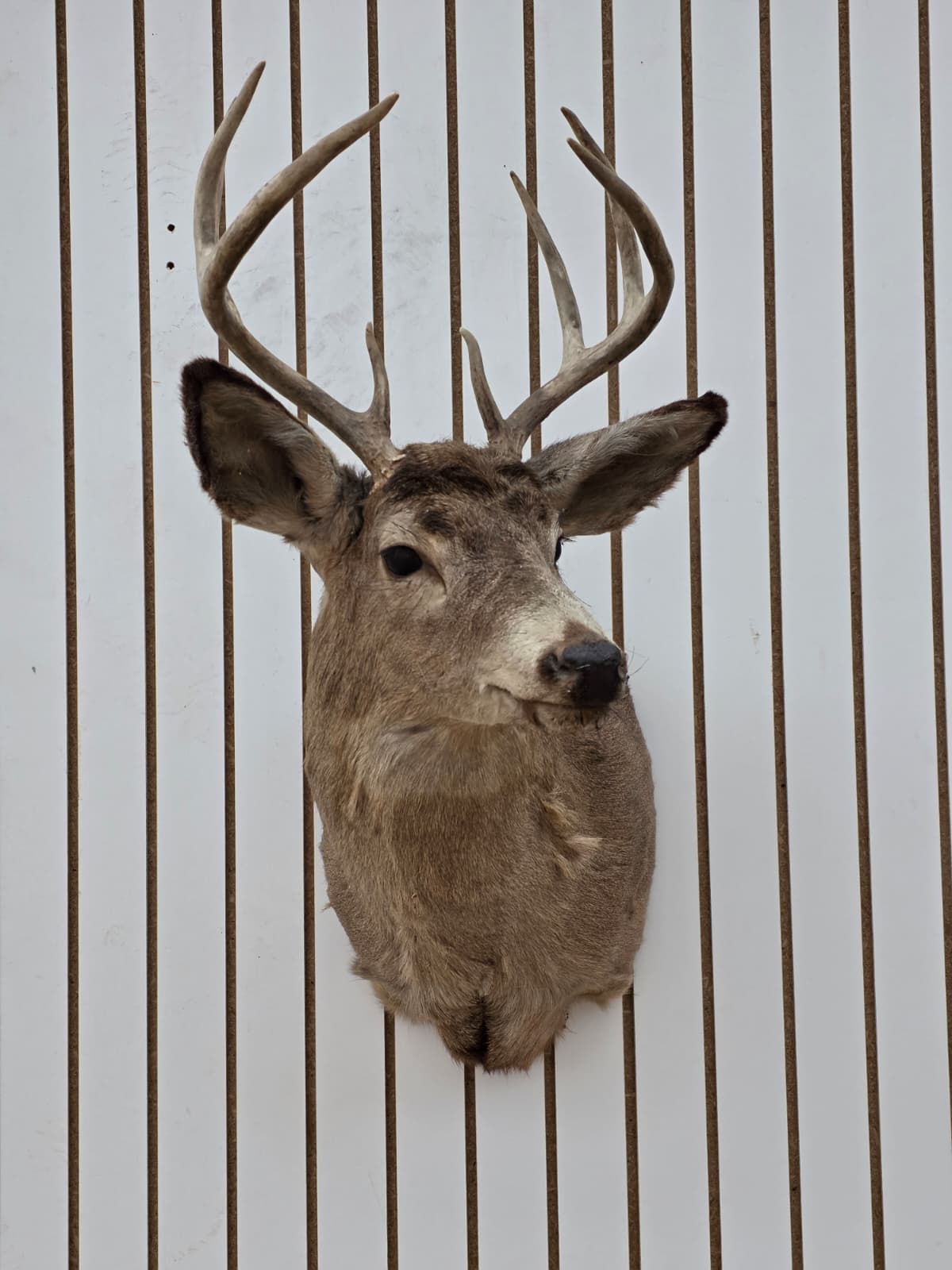 Drmq107 - White-Tailed Deer Shoulder Mount – Taxidermy Wall Display