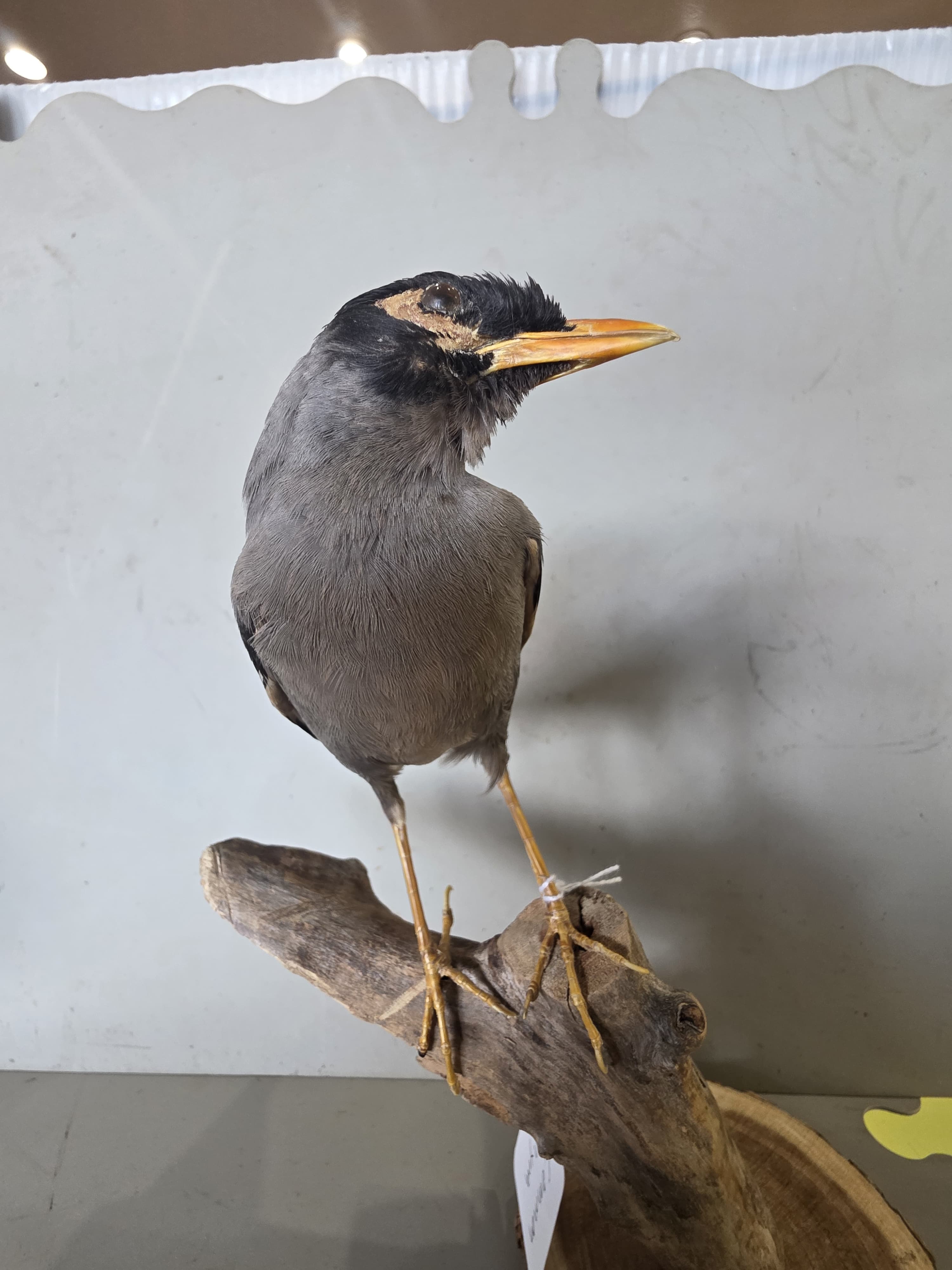 JTVIT1 - Taxidermy Common Myna Bird