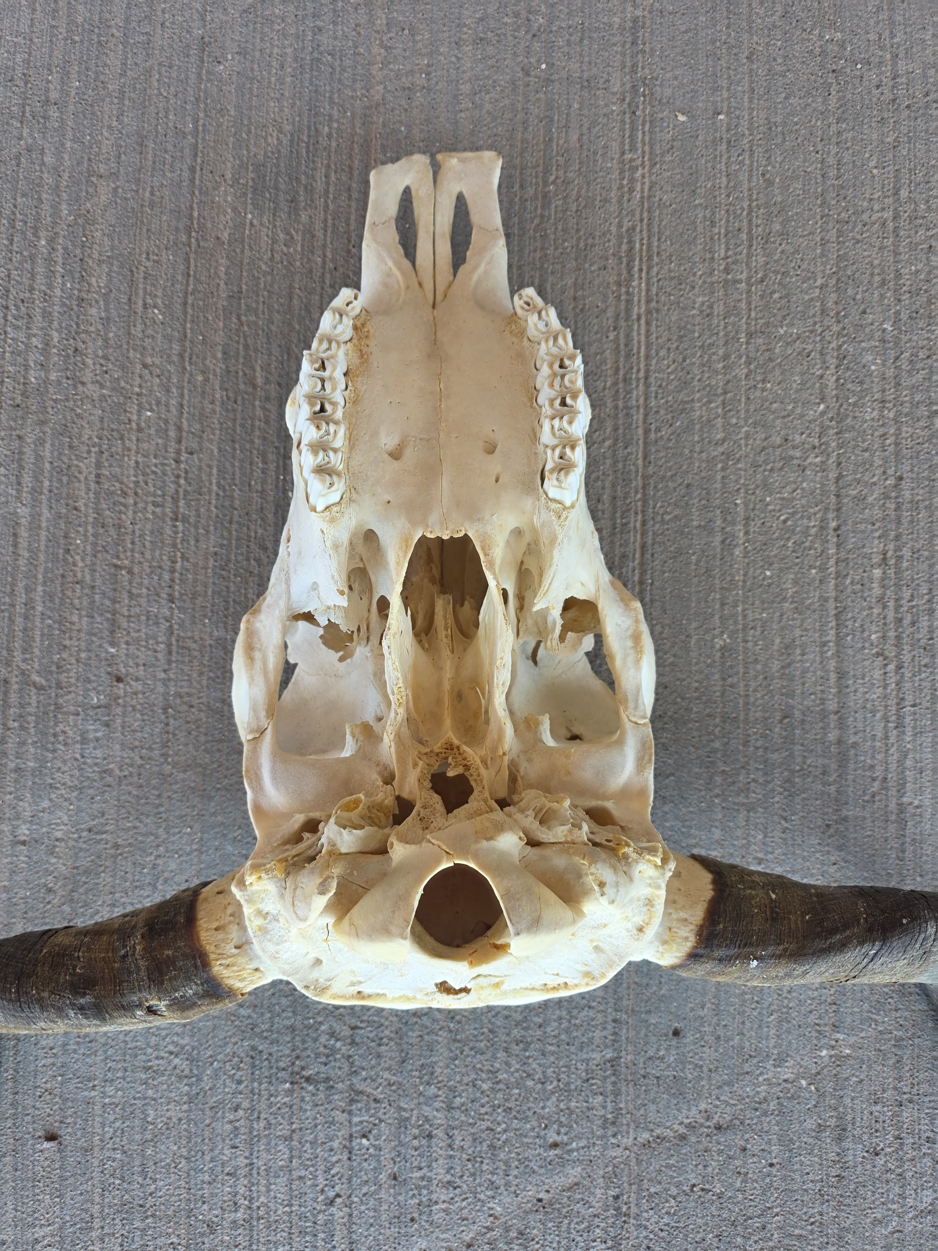 FHRAN82 - Natural Polished Longhorn Cow Skull