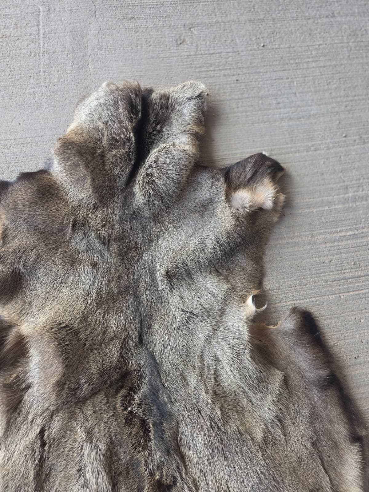 FHRAN87 - Mule Deer Hide Pelt Fur – 46” x 29”