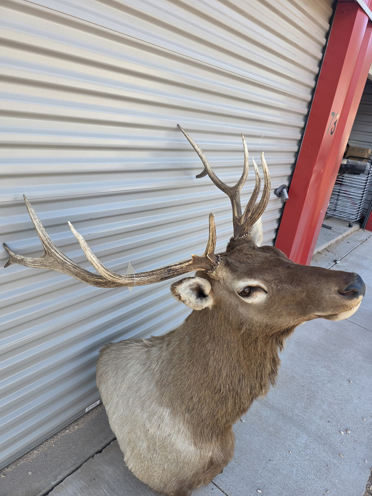 FHBIN6 - Authentic Rocky Mountain Bull Elk Taxidermy Shoulder Mount