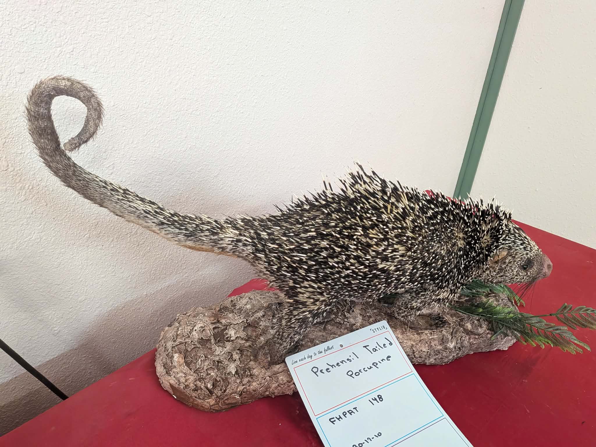 FHPAT148 - Prehensile-Tailed Porcupine Taxidermy Mount