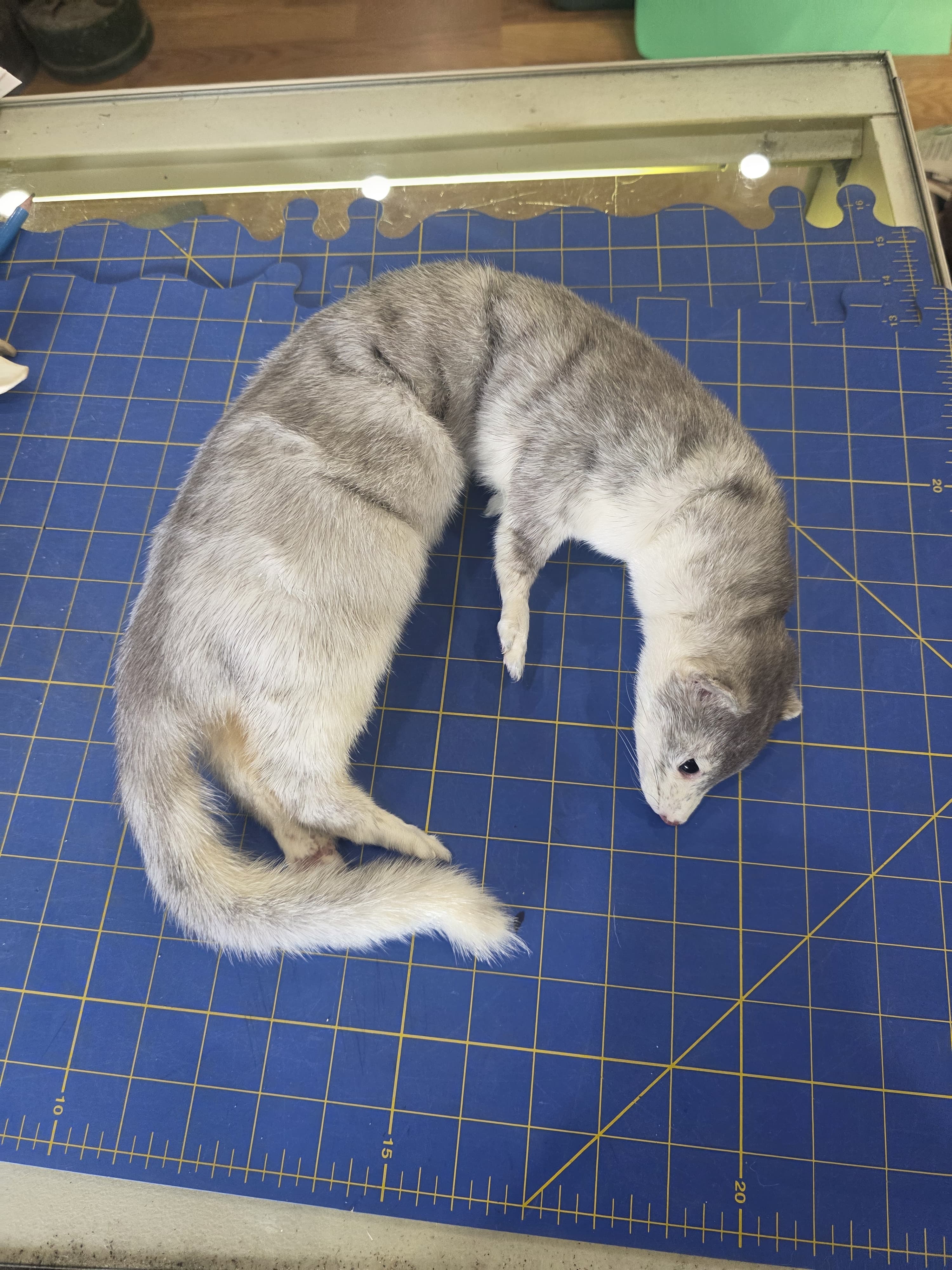 Fhsft104 - Soft Mount Ranch Mink Taxidermy