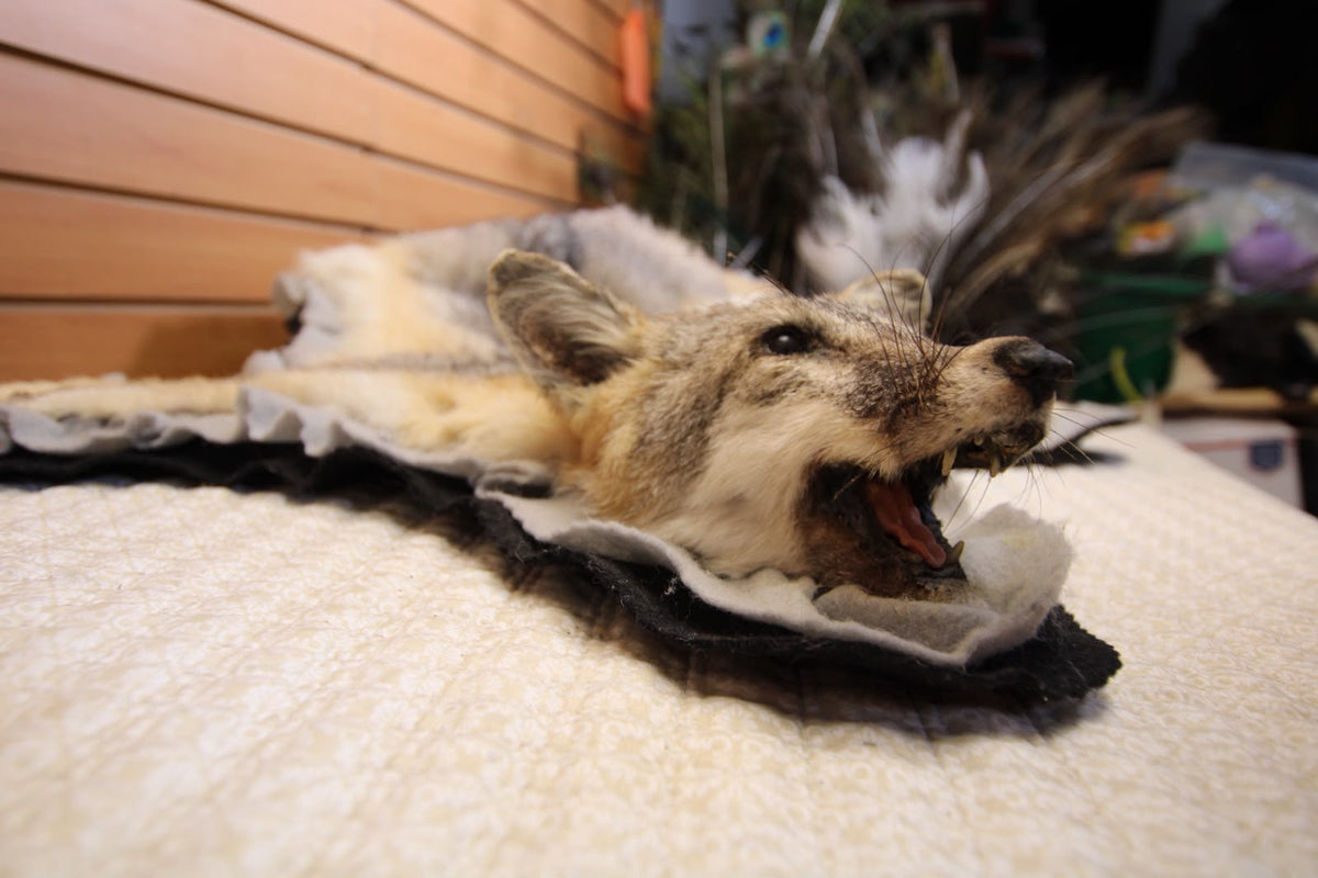 FHSP133 - Full-Pose grey Fox rug taxidermy