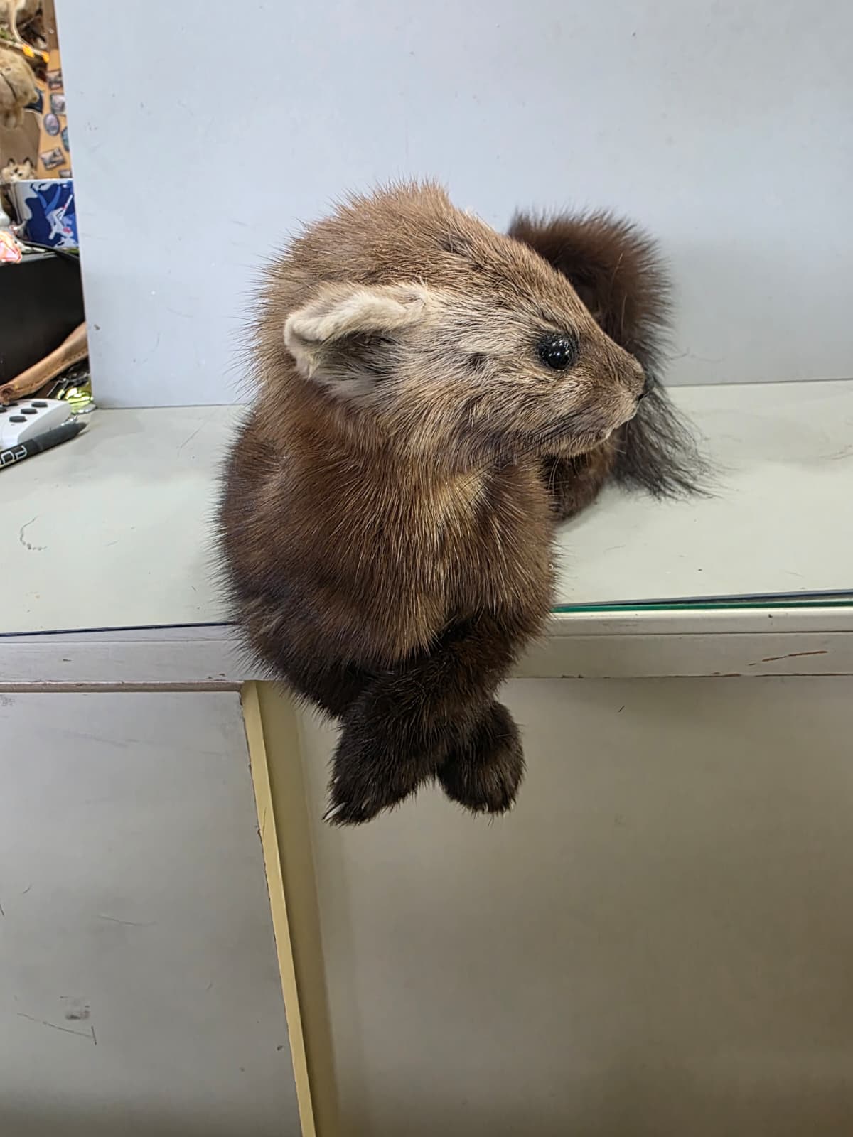 Fhcm95 - Martin Taxidermy –Elegant Display