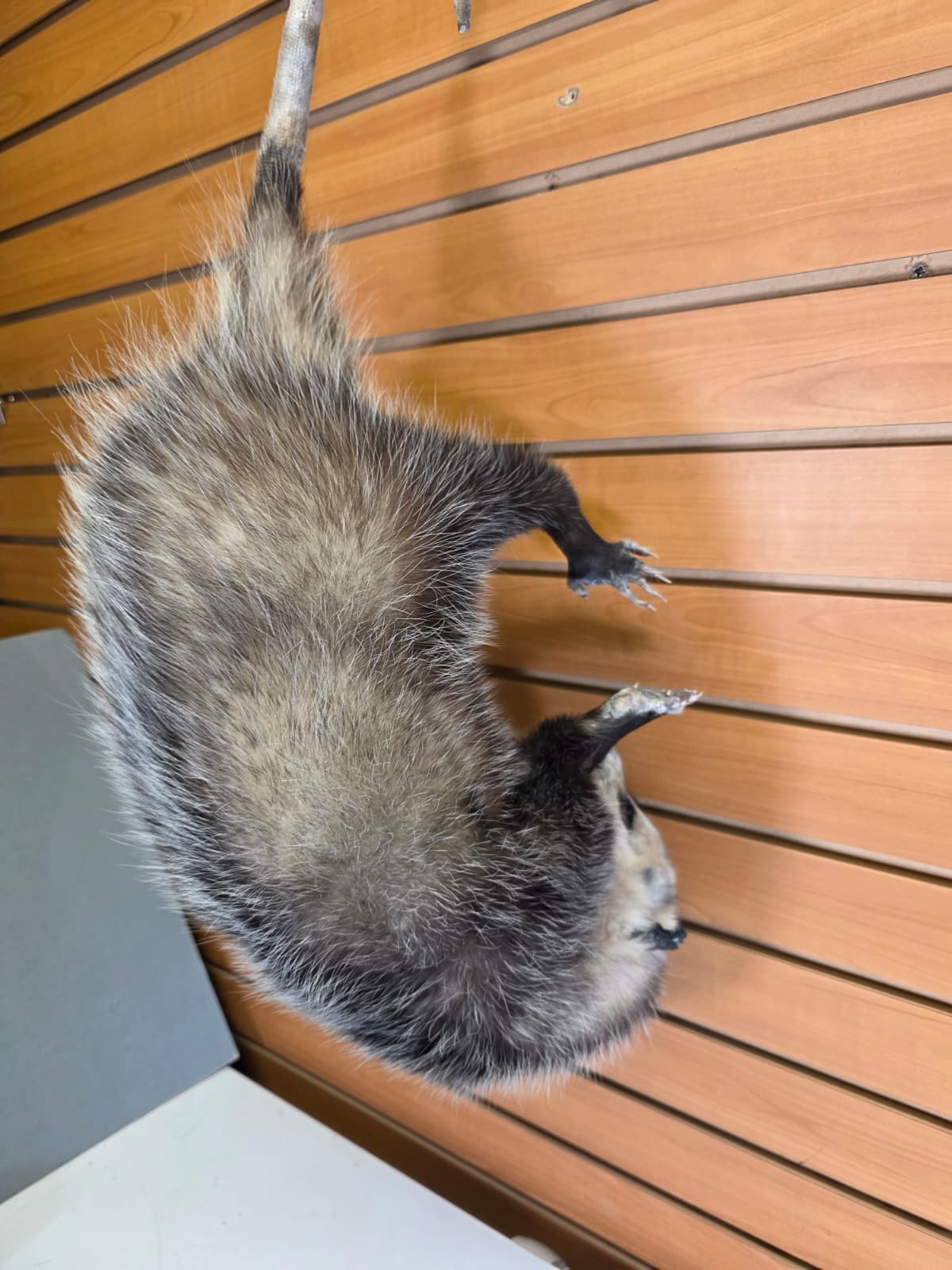 Fhkmp3 - Hanging Opossum Taxidermy mount