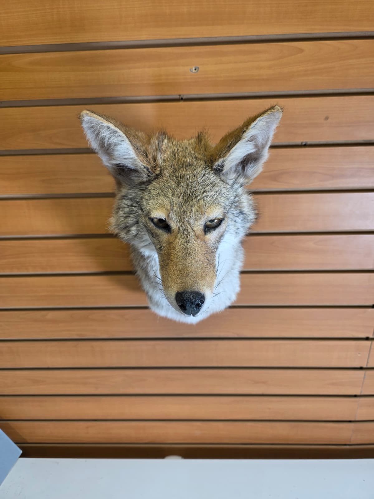 Fhab38 - Coyote shoulder mount Taxidermy