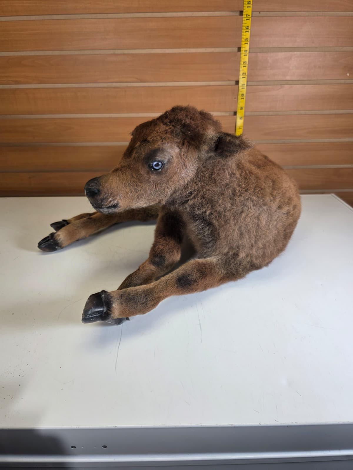 Fhkmbis1 - Baby Bison / Buffalo Calf Taxidermy – Lifelike Display
