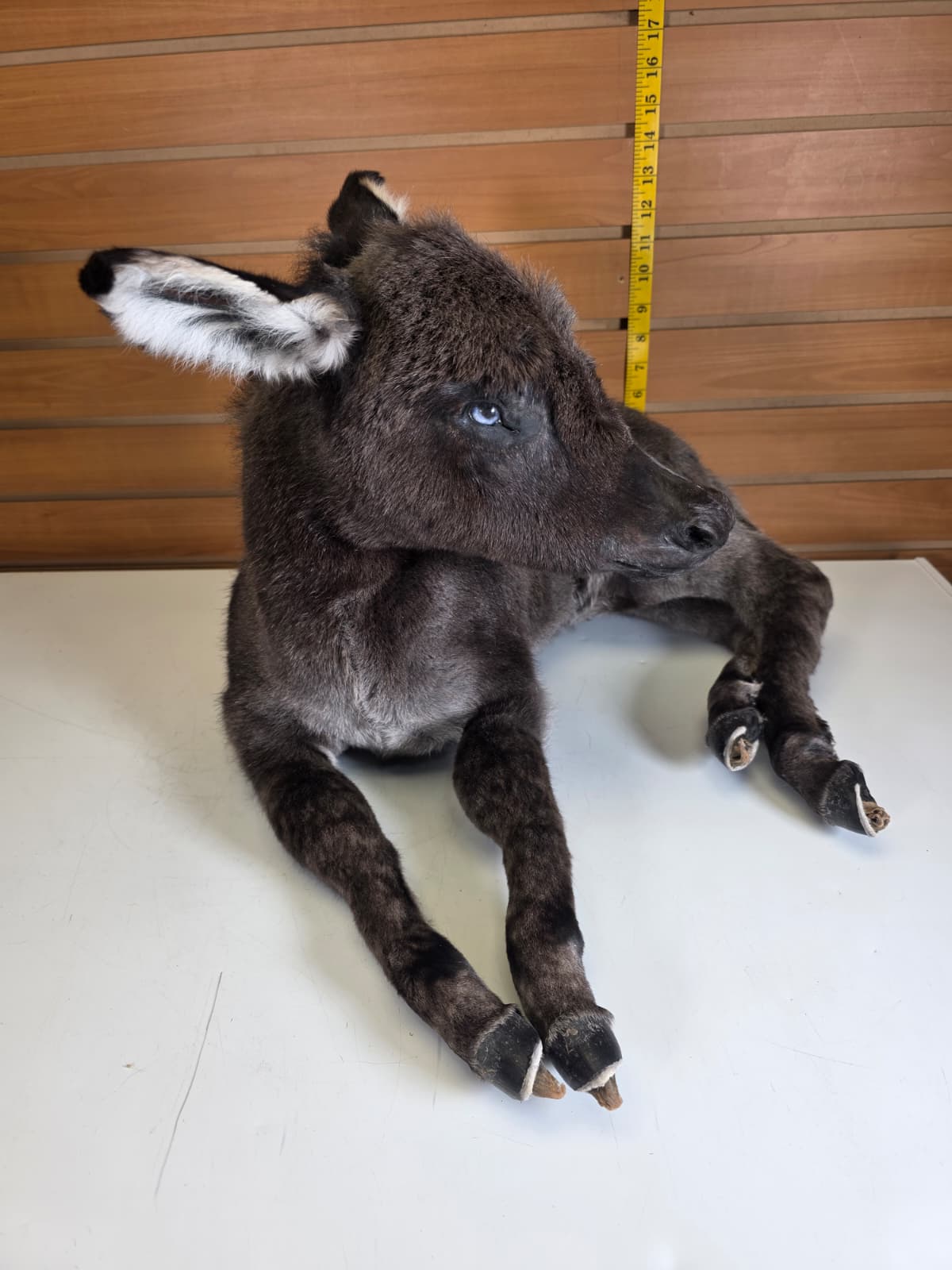 Fhkmd1 - Baby Sicilian Donkey Taxidermy – Lifelike Display