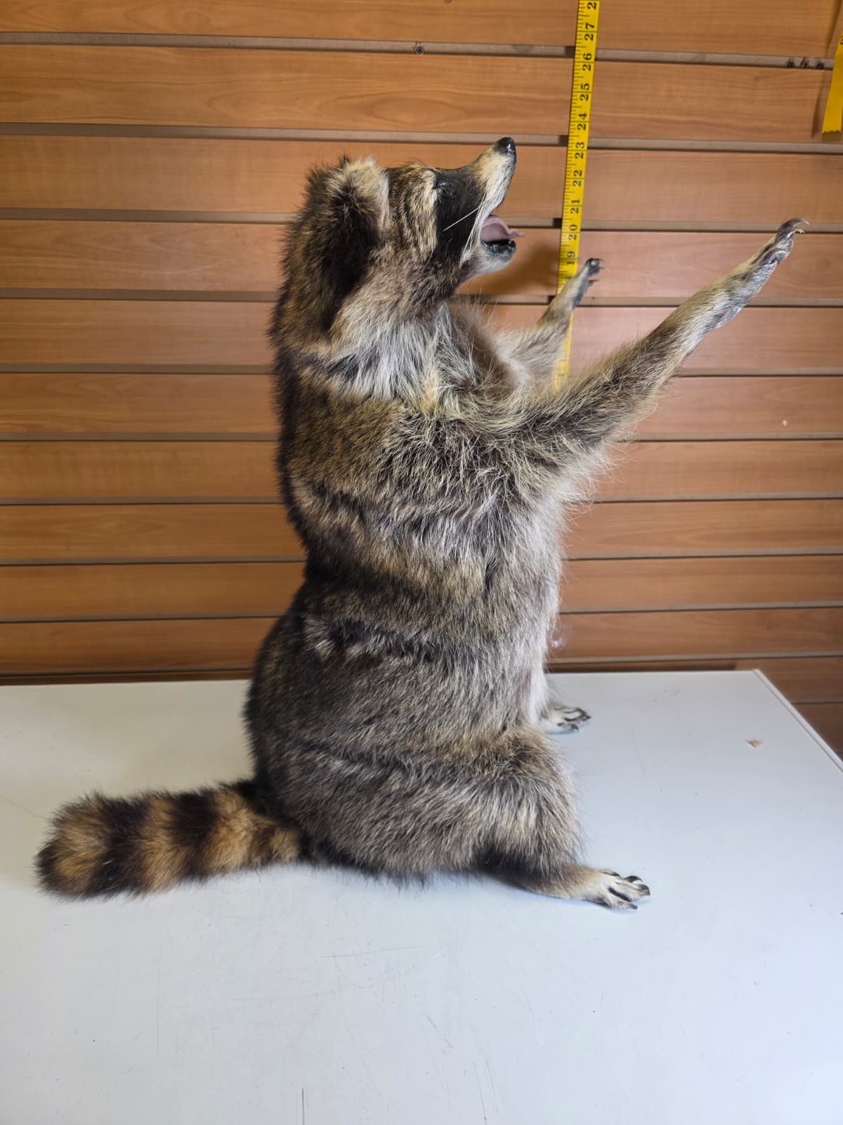 Fhkmc2 - Jumbo Raccoon Taxidermy – 22” Lifelike Display