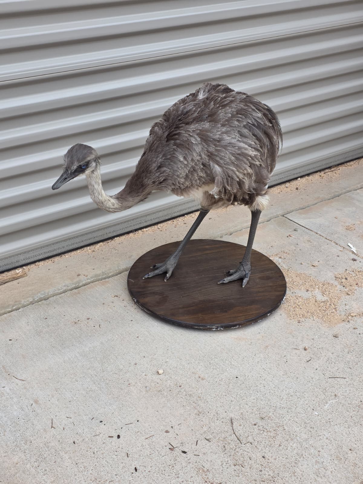 Fhcm80 - Juvenile Rhea Taxidermy – Knee-High Lifelike Display