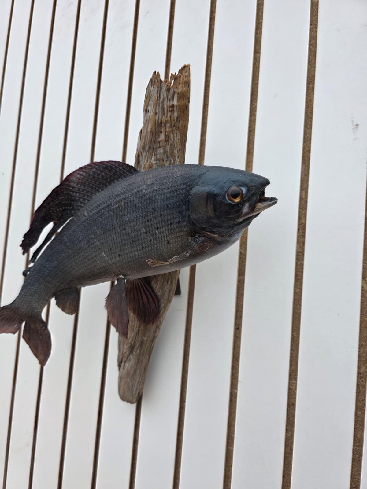 Fhcm77 - Graying Fish Taxidermy –Lifelike Display