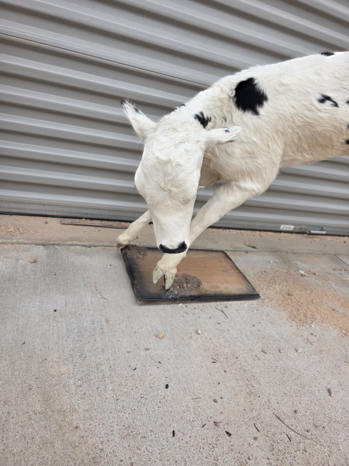 Jtv413 - Buckin Calf Taxidermy – Lifelike Display