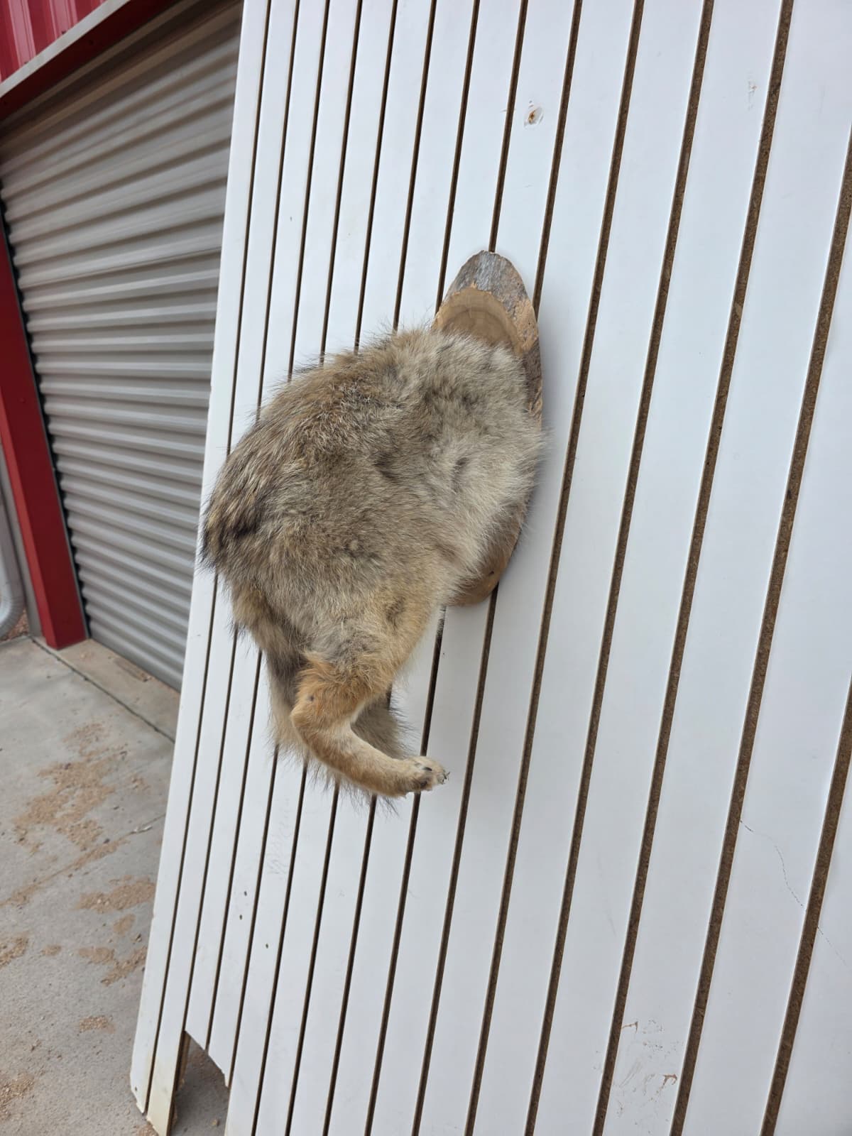 Fhcm79 - Coyote Back Half Taxidermy –Display