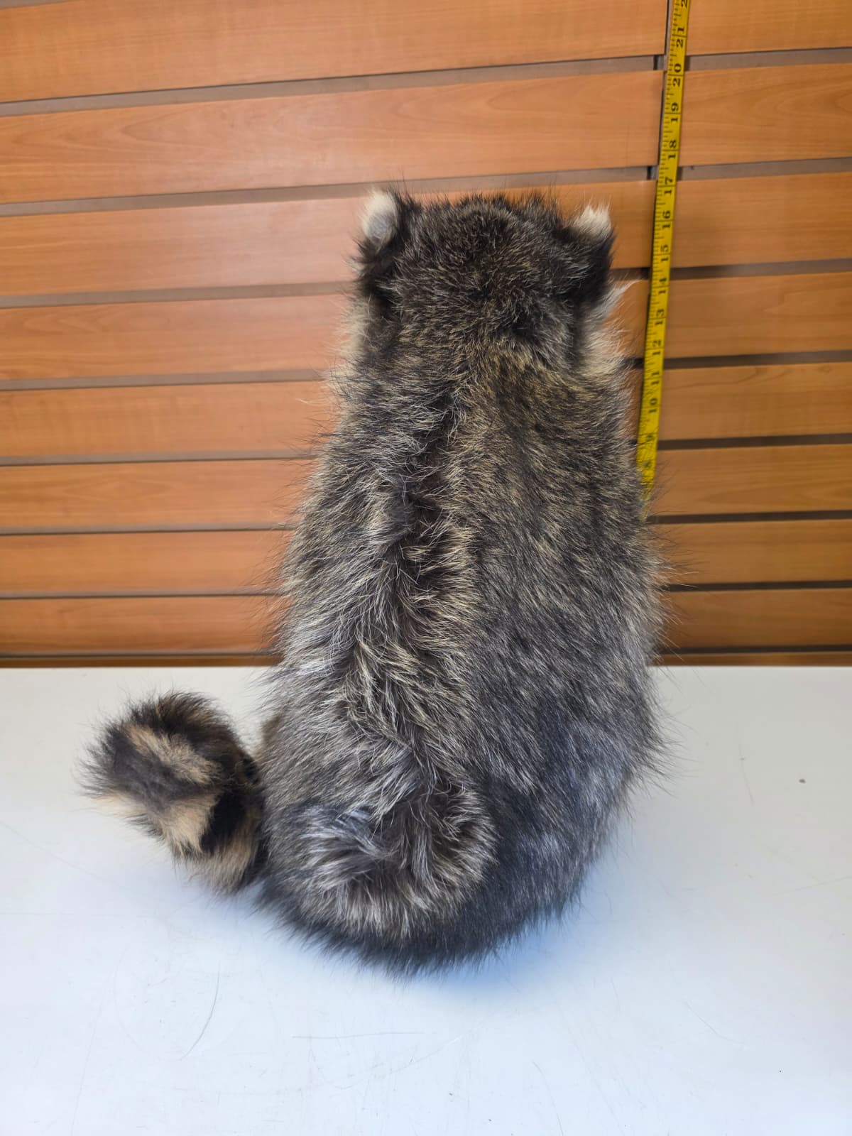 Fhkmc9 - Raccoon Taxidermy full body mount