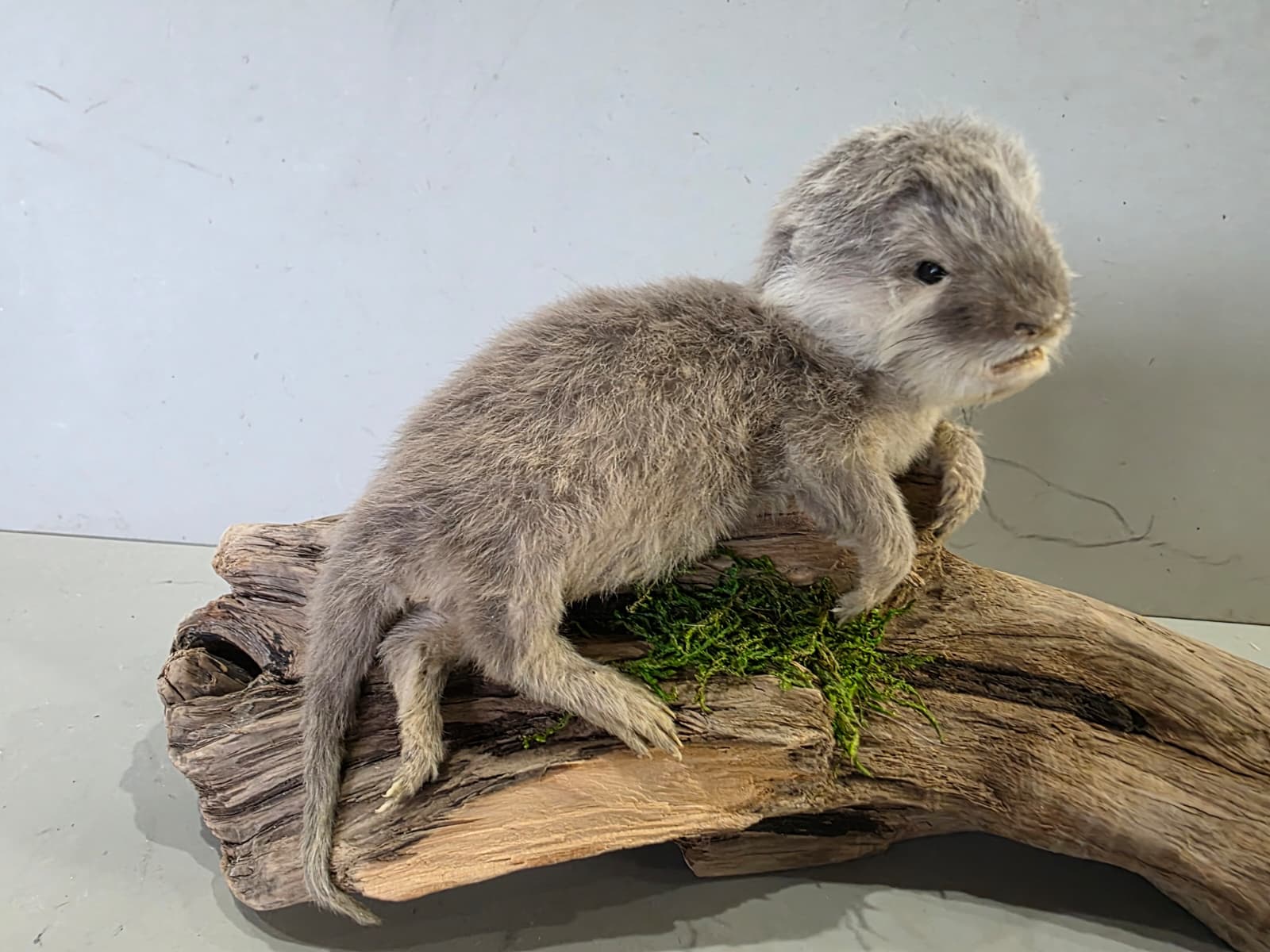 Fhcm94 - Baby Otter Taxidermy Lifelike Display