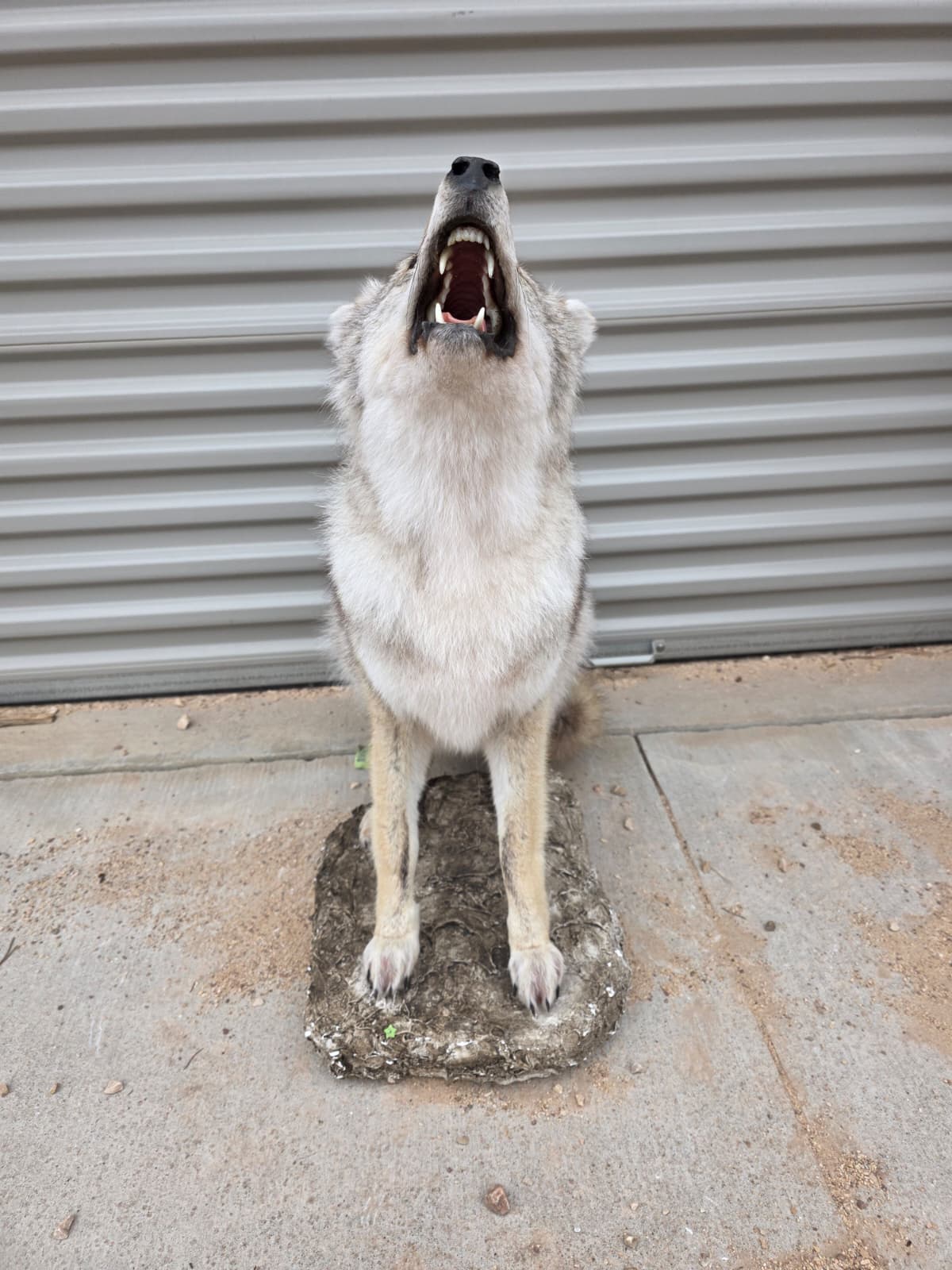 Fhcm76 - Howling Coyote Taxidermy –  Lifelike Display