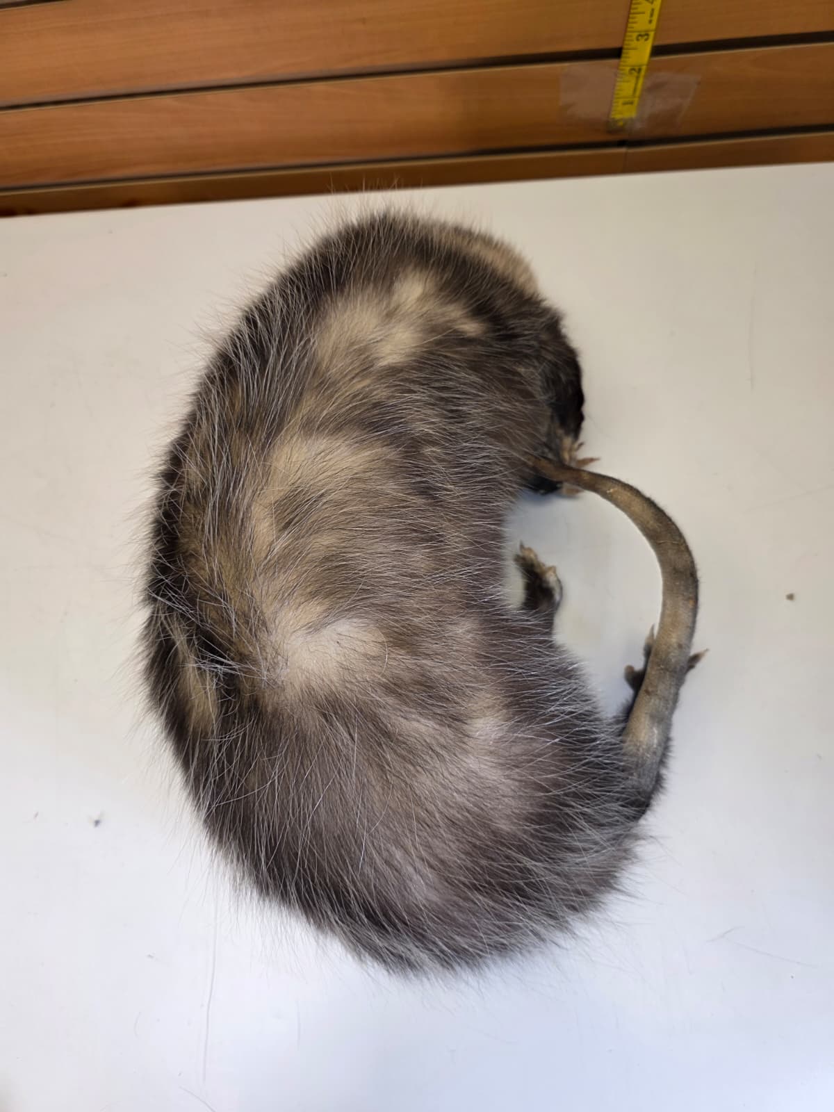 Fhkmp6 - Opossum Taxidermy mount
