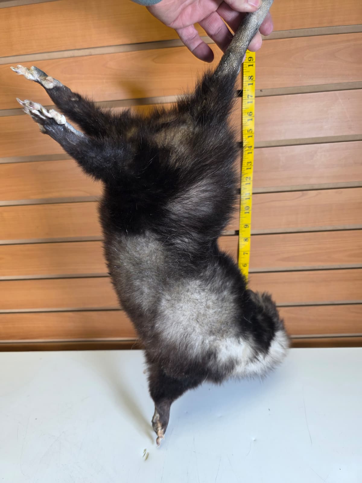 Fhkmp4 - Hanging Opossum Taxidermy mount