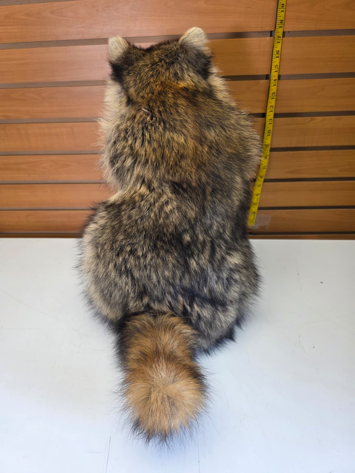 Fhkmc11 - Raccoon Taxidermy full body mount