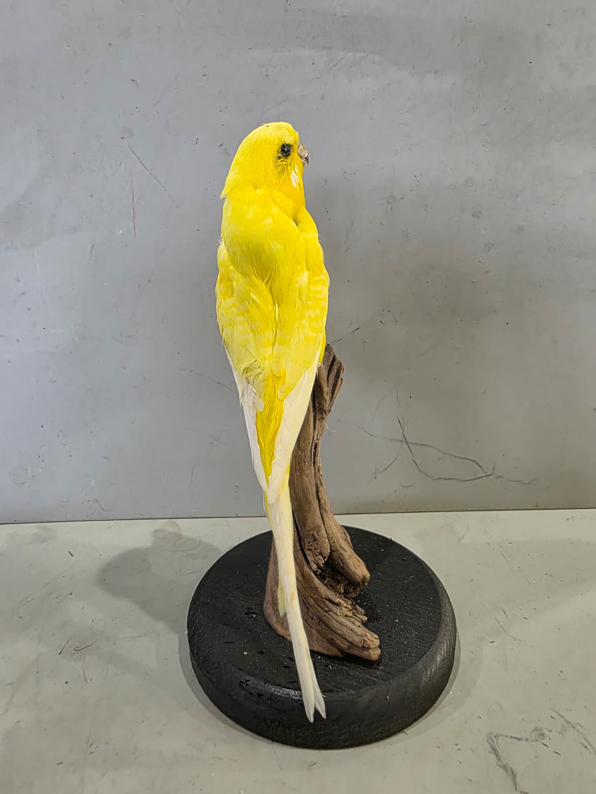 Fhcm87 - Yellow Budgie Parakeet Taxidermy – Lifelike Display