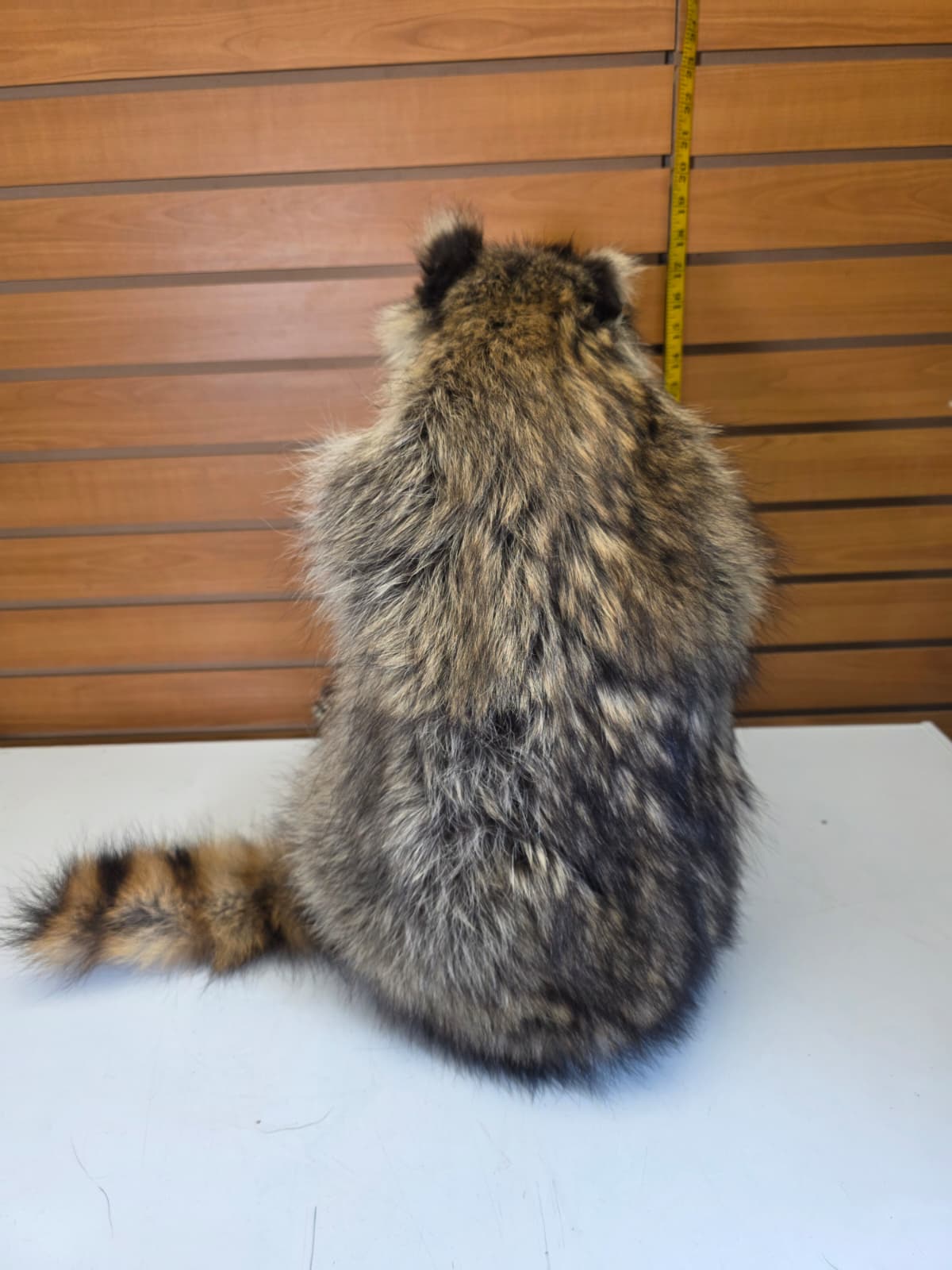 Fhkmc10 - Raccoon Taxidermy full body mount