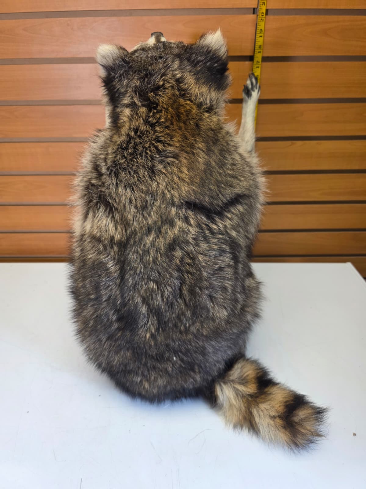Fhkmc12 - Raccoon Taxidermy full body mount