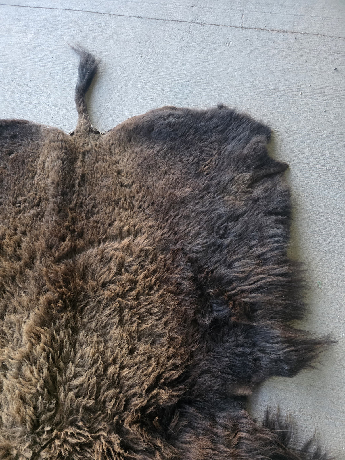 Fhsp108 - Buffalo Taxidermy Hide Rug