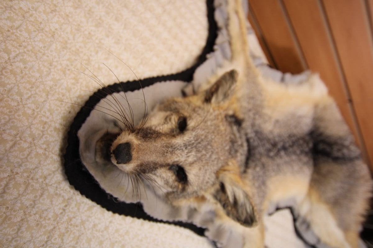 FHSP133 - Full-Pose grey Fox rug taxidermy