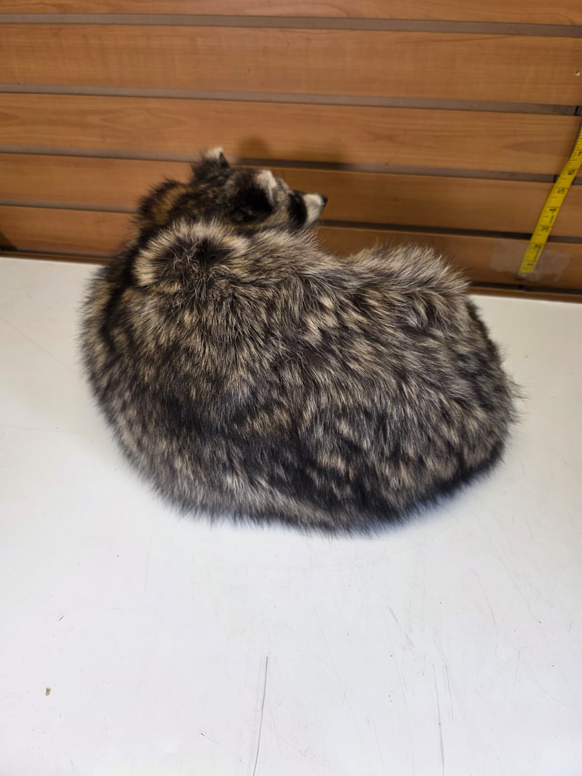 Fhkmc14 - Raccoon Taxidermy – Lifelike Display
