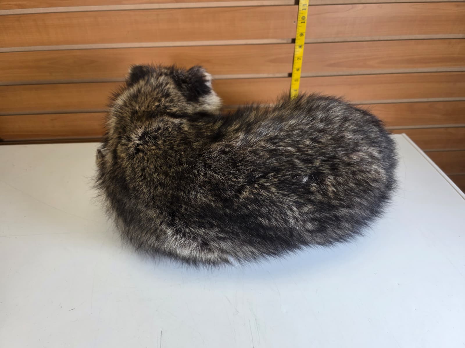 Fhkmc8 - Jumbo Raccoon Taxidermy – Lifelike Display