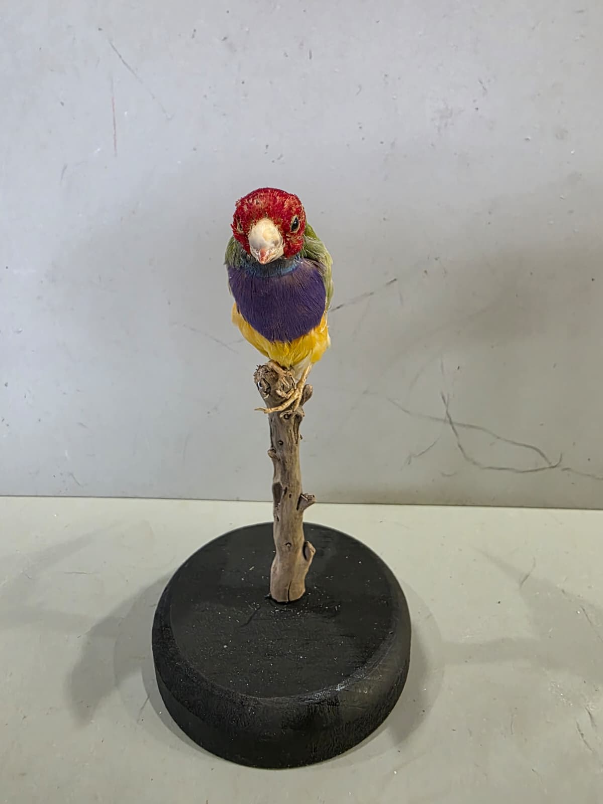 Spl95 - Lady Gouldian Finch Taxidermy Lifelike Display