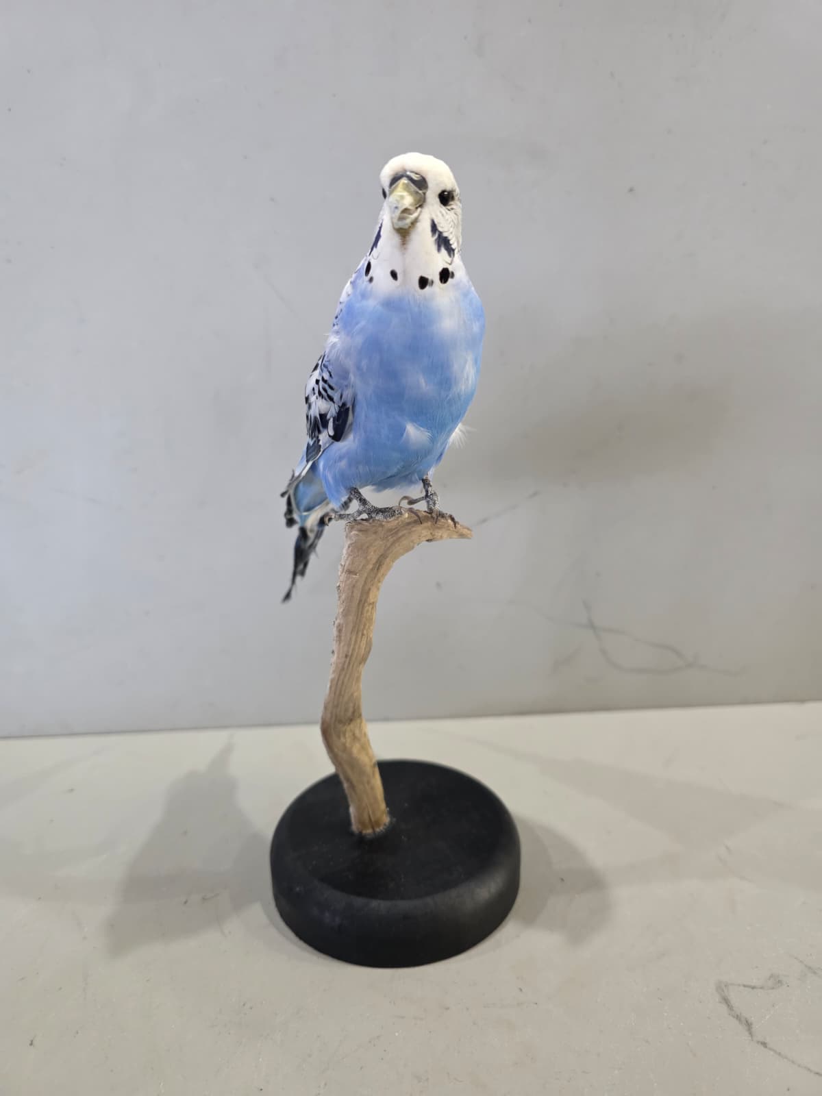 Fhcm90 - Blue Budgie Parakeet Taxidermy –Lifelike Display