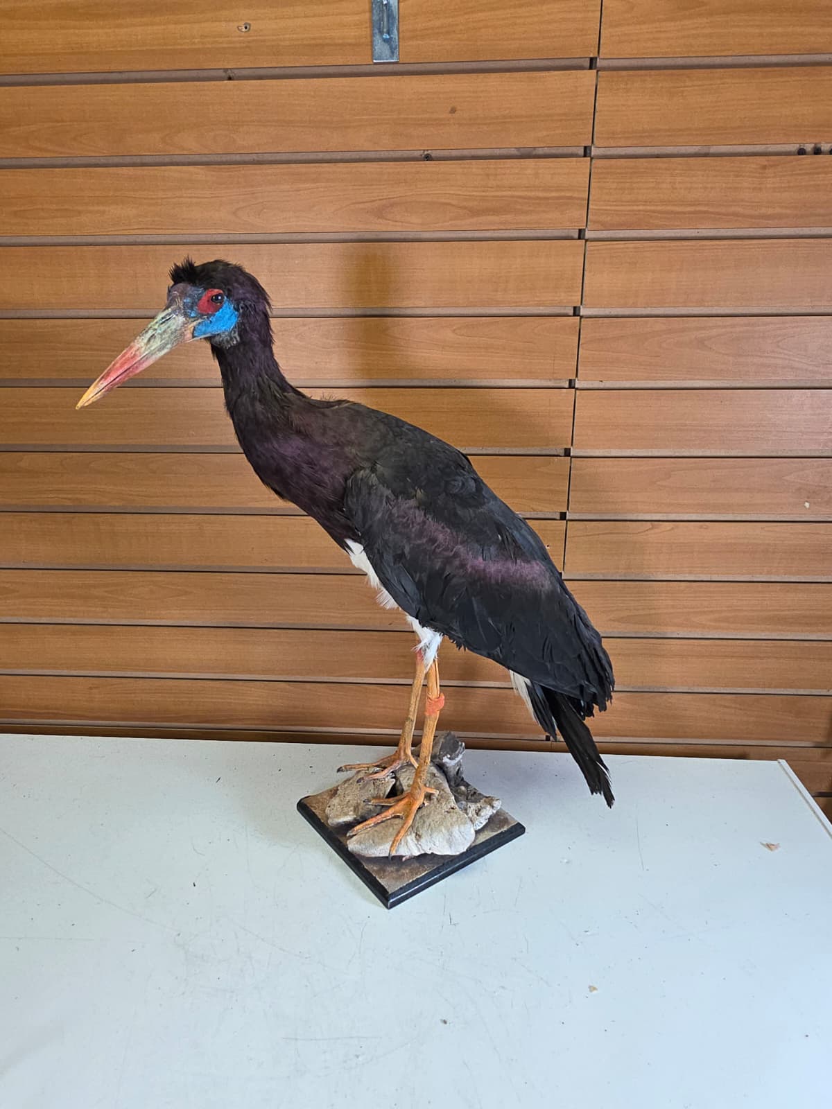 FHABD202- Abdim’s Stork Taxidermy Mount –  Elegant Display