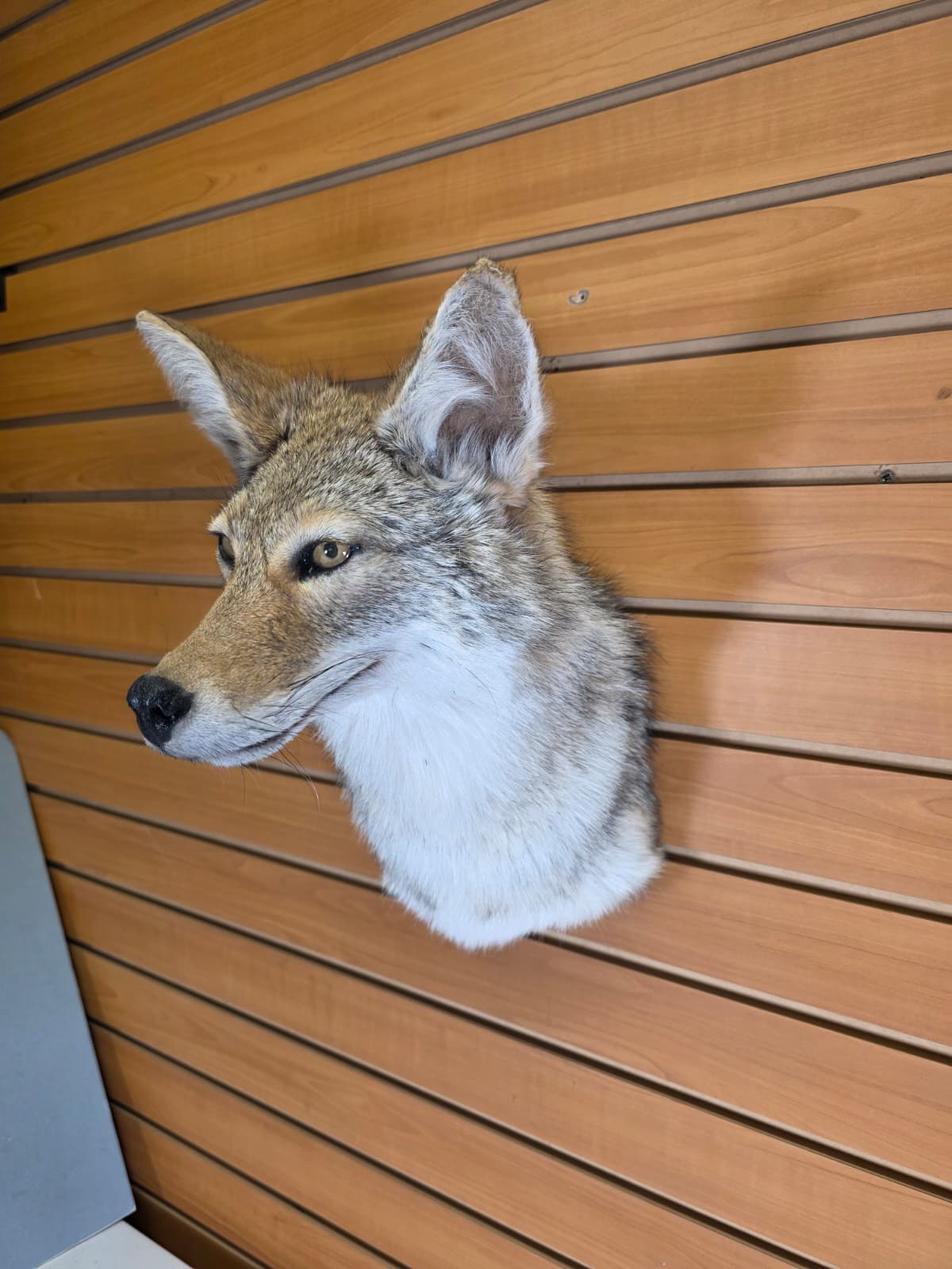Fhab38 - Coyote shoulder mount Taxidermy