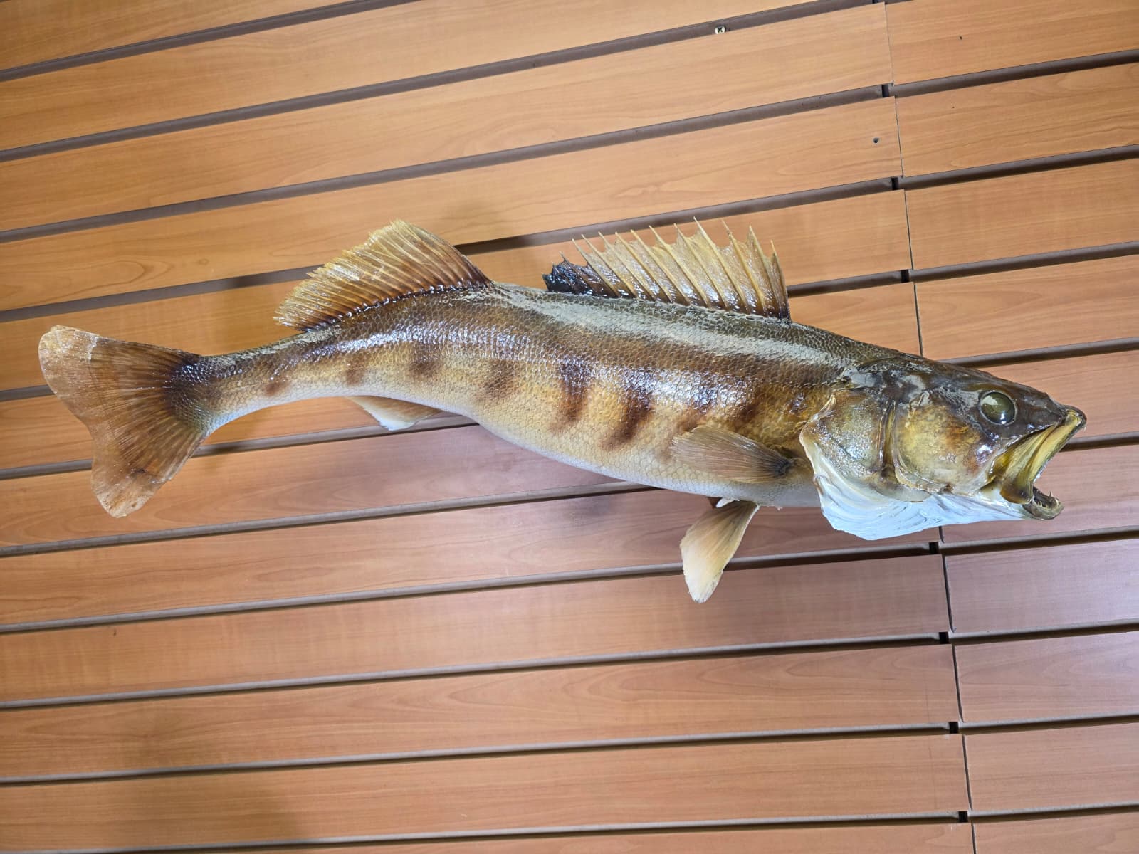 Jtv453 - 30" Walleye Taxidermy Mount – Bold Freshwater Display