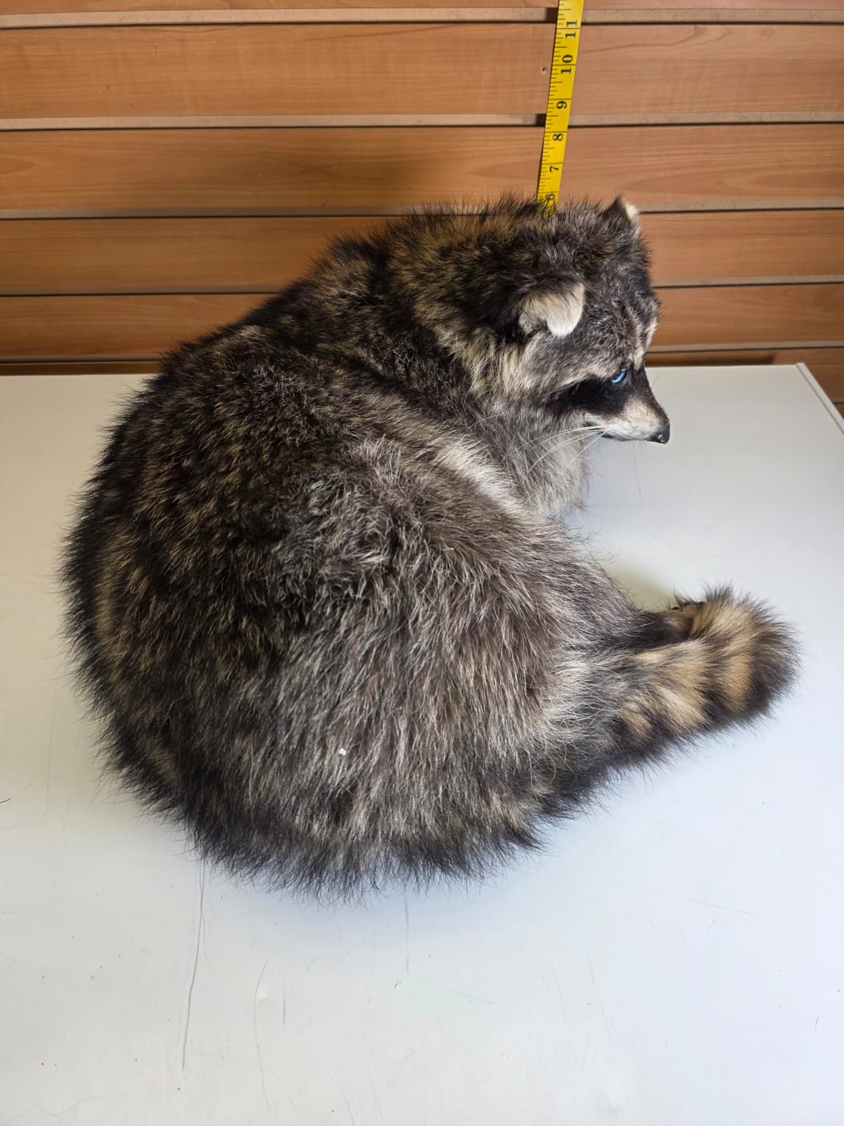 Fhkmc8 - Jumbo Raccoon Taxidermy – Lifelike Display