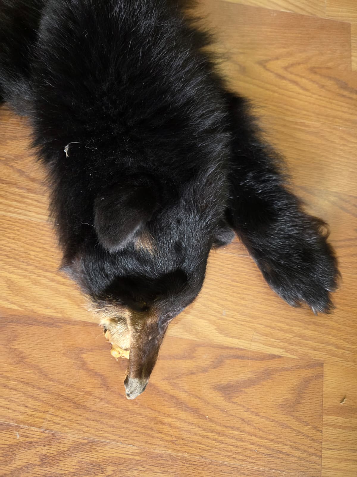 Fhcm105 - Bear Cub Hide Taxidermy – 45” Long Natural Display