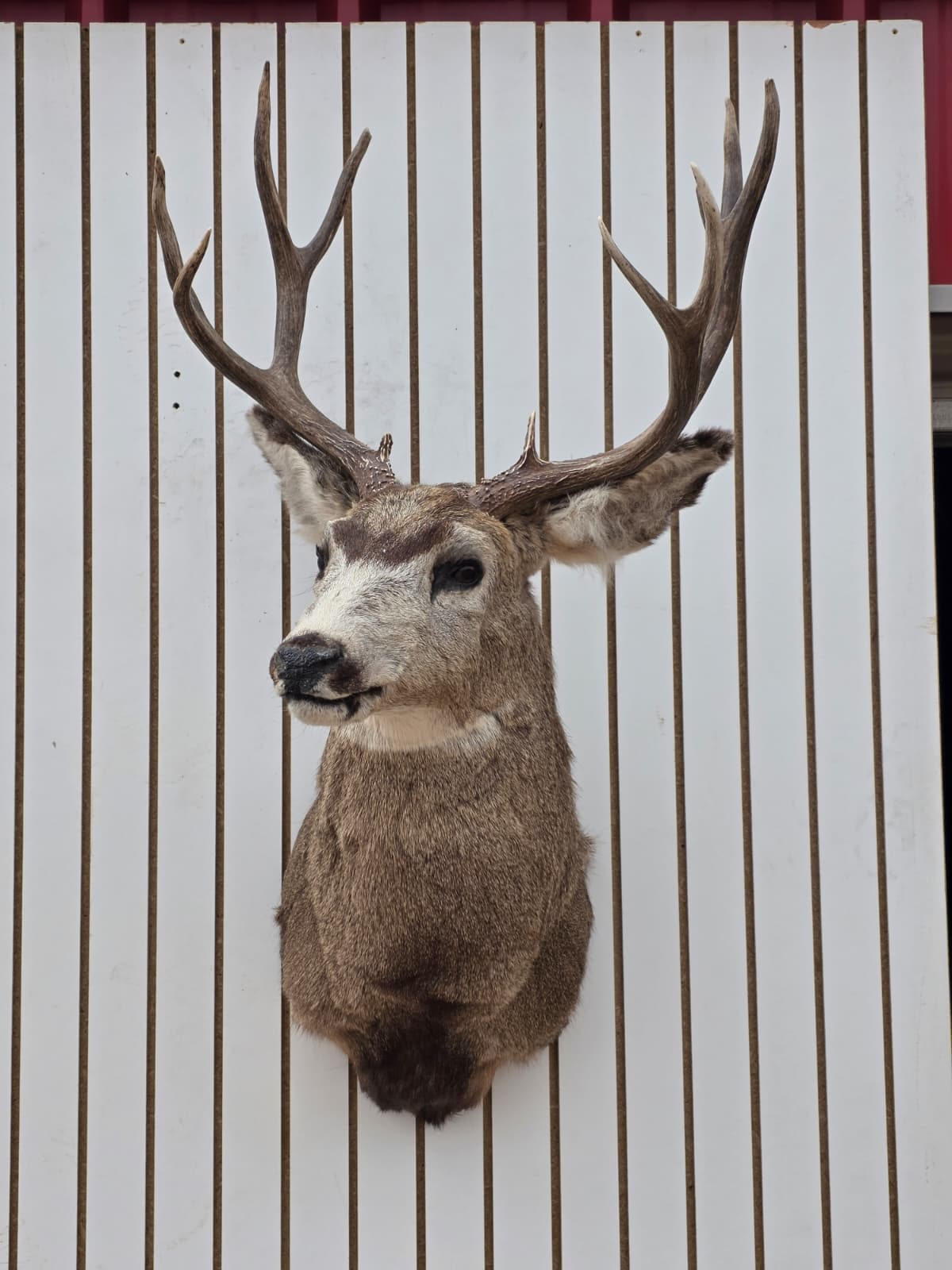 Drmq101 - Mule Deer Shoulder Mount Taxidermy – Wall Display