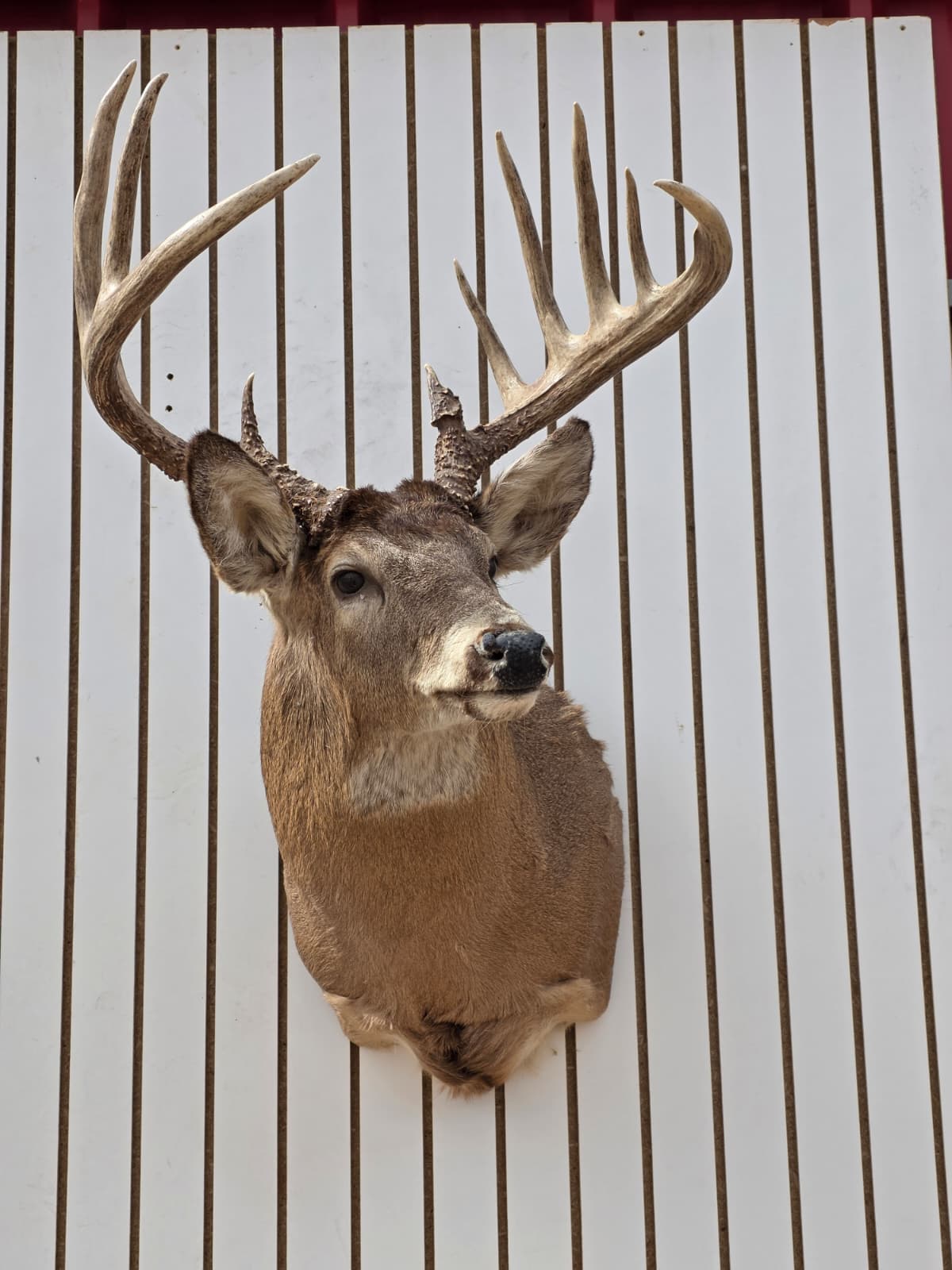 Drmq102 - White-Tailed Deer Shoulder Mount – Taxidermy Wall Display